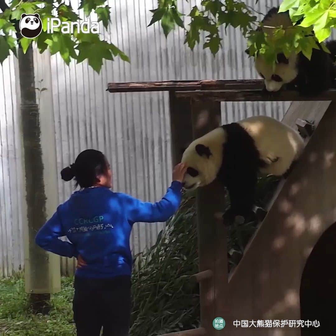 のインスタグラム：「See! Even nanny can't resist rubbing a panda’s head to express love; as a panda lover, when will I get this chance? ❤️ 🐼 ❤️ #Panda #iPanda #Cute #HiPanda #PandaTime #CCRCGP #BestJobInTheWorld」