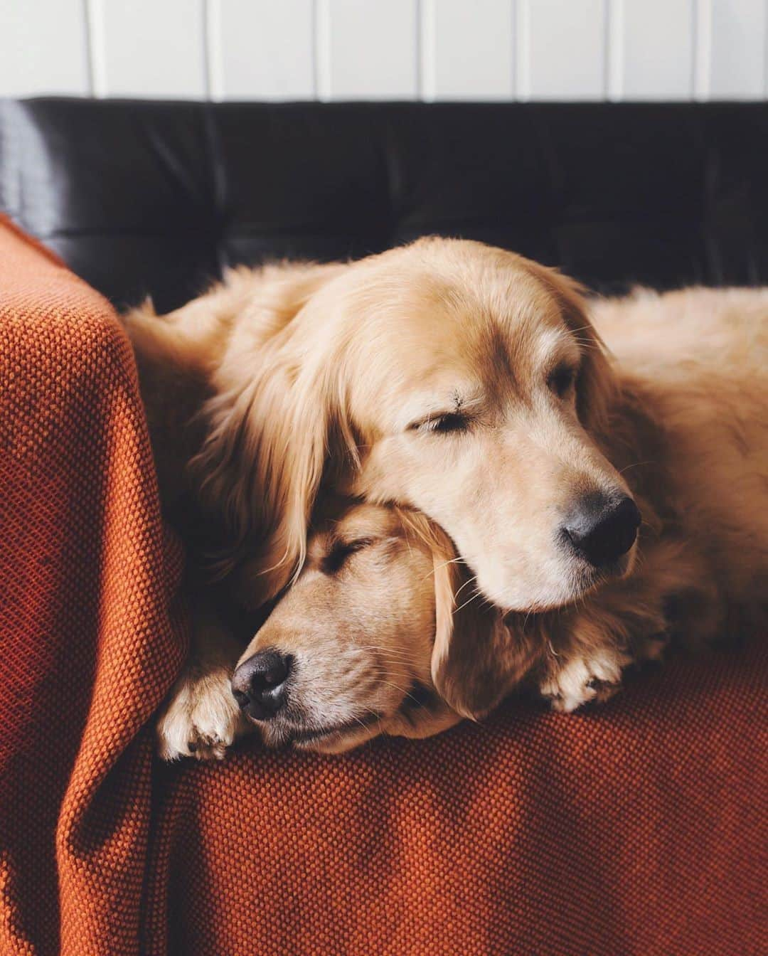 Kapten & Sonさんのインスタグラム写真 - (Kapten & SonInstagram)「'Favorite weekend activity: cuddle all day long.' 🧡 @lizzie.bear taking a nap together. So cute! 😍 #bekapten #kaptenandson⁠ .⁠ .⁠ .⁠ #cuddles #weekends #saturdays #nap #dogs #dogsofinstagram #lovedogs #inspiration #love #cuties #doglove #goldies #goldenretriever」10月3日 20時01分 - kaptenandson