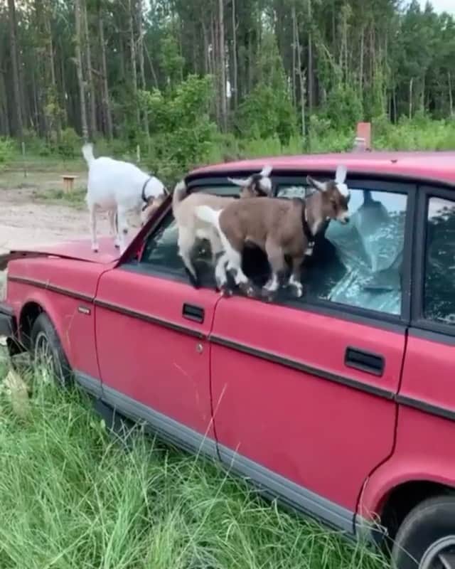 Daily The Best And Funniest Videosのインスタグラム：「Testing their climbing skills on an abandoned volvo 🐐😅 By @honey_please_007」