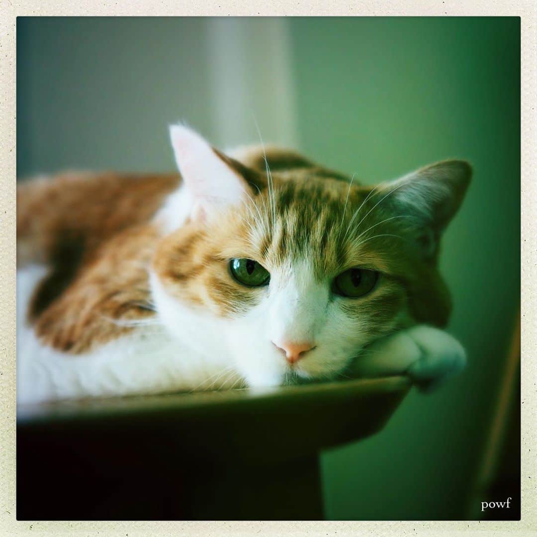 anemone_69のインスタグラム：「. #ハカセとキョウジュ #茶トラ白 #茶白 #cat #猫 #保護猫 . . .」