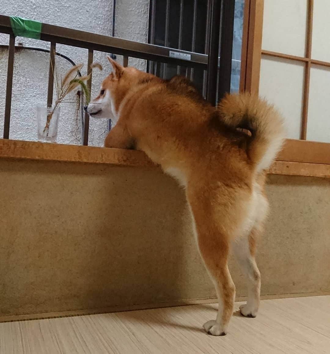 PECO いぬ部のインスタグラム