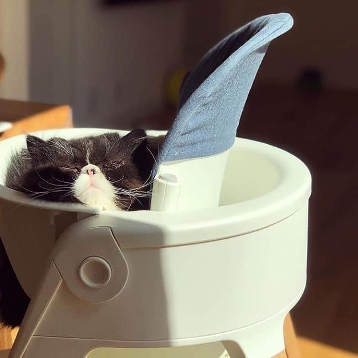 Stokke Japanさんのインスタグラム写真 - (Stokke JapanInstagram)「座り心地抜群なのが、猫ちゃんの様子からも伝わってきますね。⠀ ⠀ 子ども用のイスとは一味違うスタイリッシュなデザインが人気のストッケ ステップス。世界中で数々のデザイン賞を受賞しています。デザインにこだわりのある方におすすめです。⠀ ⠀ @sy___0614/⠀ #ストッケ #ステップス #ストッケステップス #ハイチェア #バウンサー #子供椅子 #キッズチェア #ベビーチェア #出産準備 #出産準備品  #赤ちゃんのいる生活 #赤ちゃんのいる暮らし #北欧家具 #北欧インテリア #新生児 #令和ベビー #令和2年ベビー  #令和3年ベビー #女の子ベビー #男の子ベビー #赤ちゃん #babyboy #babygirl」10月3日 21時00分 - stokkejapan