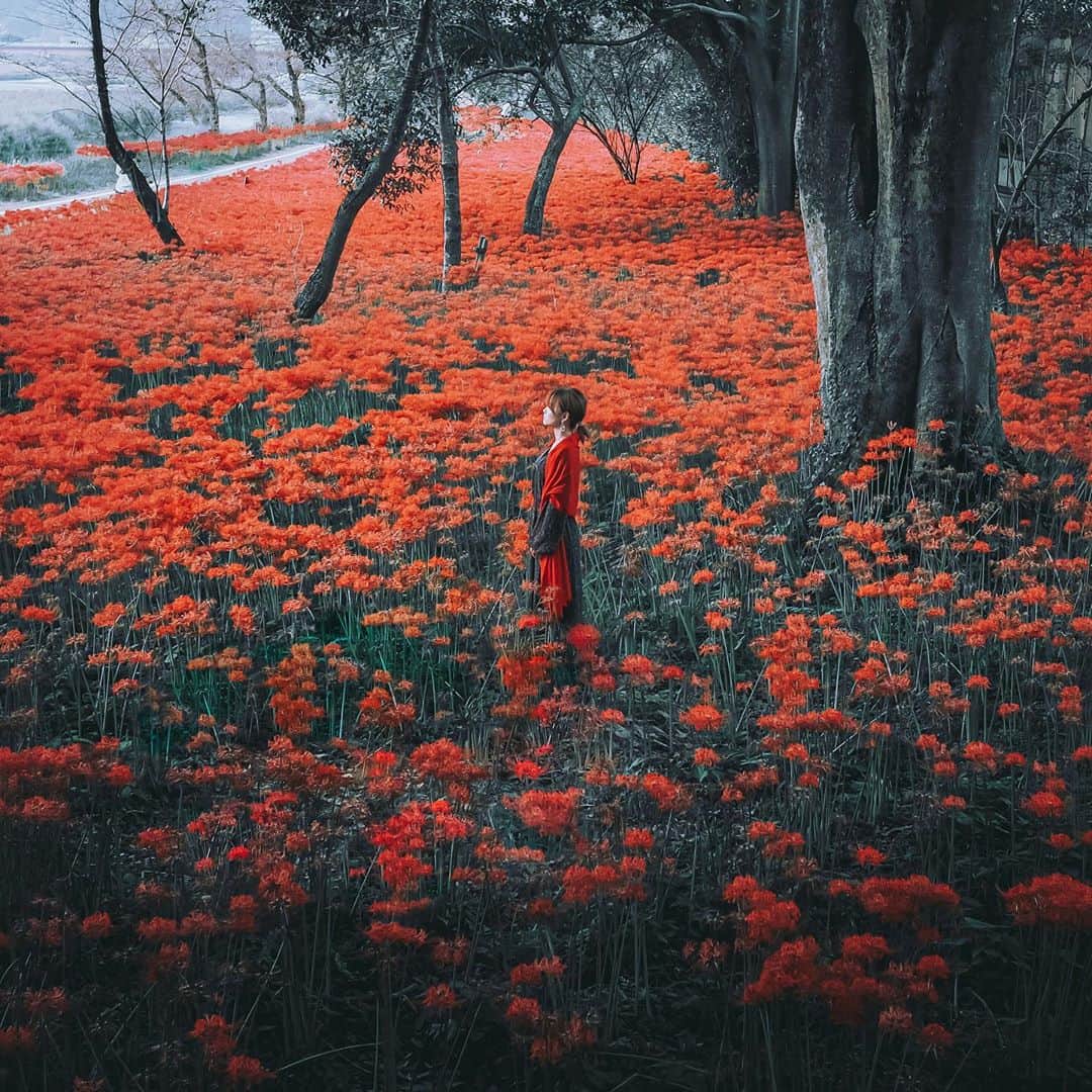 wacameraのインスタグラム：「女性フリーランスカメラマンによる女性のための女性だけの　#旅する写真教室　をはじめます。 企業さんやメーカーさんとコラボせず、フリーランスの女性カメラマン3人が講師となりみなさんと1泊2日の旅を通じて女性ならではの目線や楽しみを感じながら、カメラを学ぶだけでなく交流を含めた「自分を豊かにする時間」をテーマに写真を楽しんでもらうことを目的としています。 そのモデルケースとして講師3人で岡山へやってきました。マスカット狩りをしたり、撮影したり、年甲斐もなくきゃーきゃー楽しみながらの珍道中。楽しくてあっという間に1日目が終わりました。この写真もさっき撮影したもの。交代でモデルになるのもまた勉強。 今夜はこれからみんなでレタッチ会です。1泊の旅なのでレタッチ会も写真教室の内容に含まれていて、わからないことをその日の内にクリアにできるのも魅力かな、と思います。 明日も食あり、色あり、撮影ありの1日を過ごす予定✨楽しみですー！  #わたし旅はじめました　#旅女子カメラ　#旅する写真教室  この3つのタグで展開していきますので今後も見てみてくださいね💛そして今月中には12月の教室募集ができたらいいなと思ってます。  (この画像はお花を増やしています、実際はお花の中に入っていません。)」