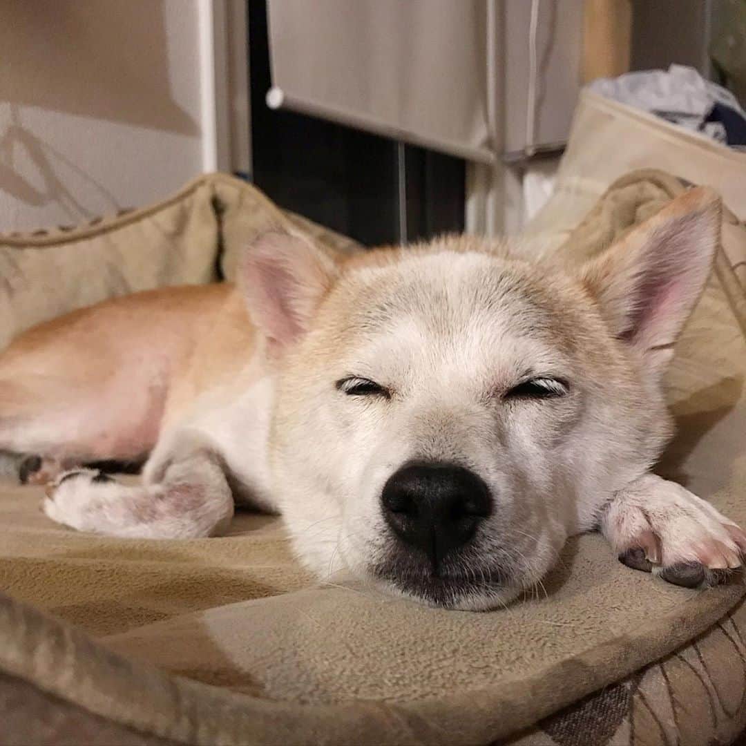 柴犬リリコのインスタグラム：「シャンプー🧴🛁してさっぱりしたし、お肉🥩食べてお腹いっぱいになったし、もう寝る🐶💤」