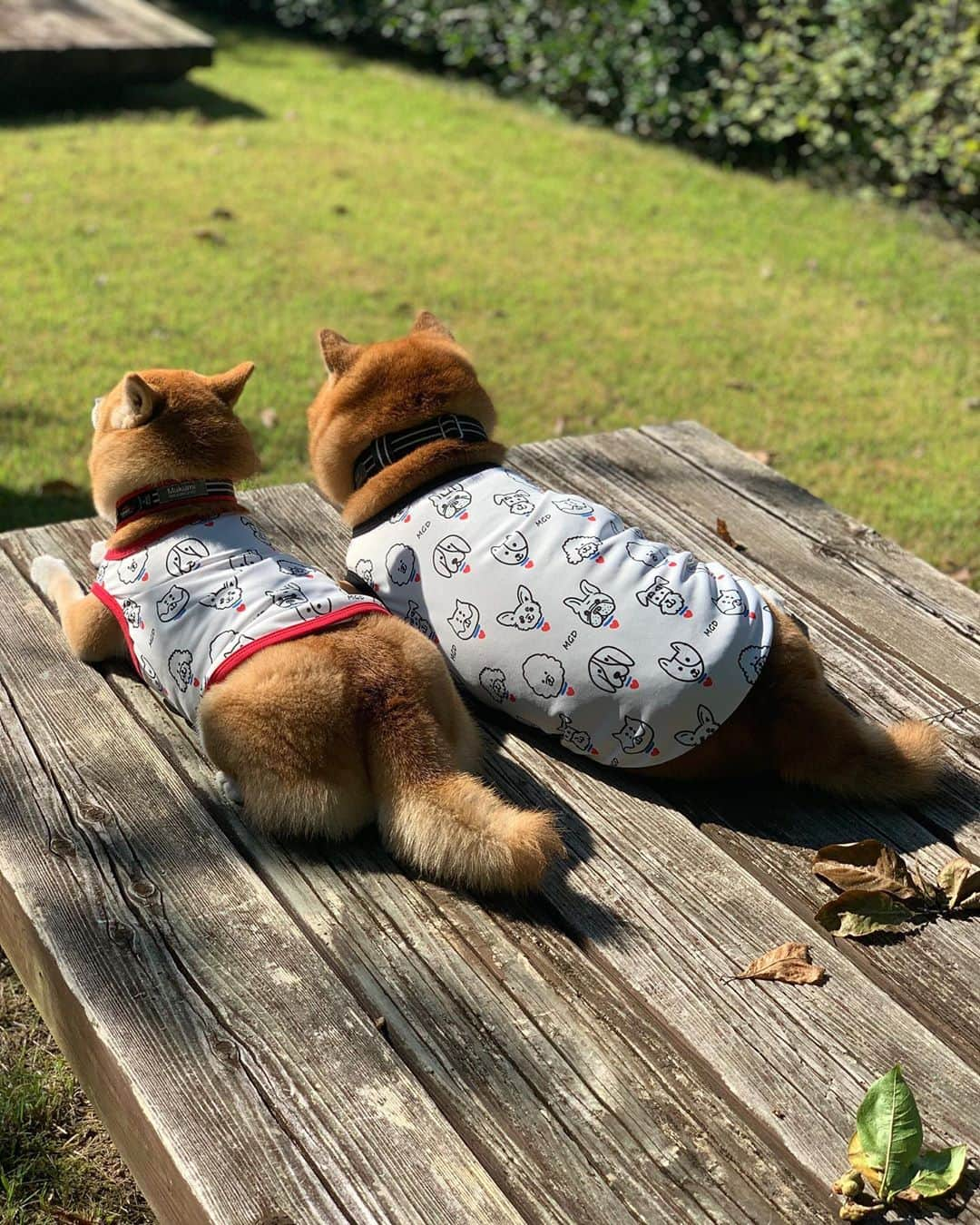 shibainu berryさんのインスタグラム写真 - (shibainu berryInstagram)「Today's outing🐻🦊🛒🎶 じゃーん❤️ 迷子犬の掲示板 @maigo_dog MDG(MaigoDoG)のオリジナルイラストのプリント❣️めっちゃ可愛い〜😍🥰 伸びる生地で着心地いいよ〜😆着にくい服だとフリーズしてしまうべりむくも全然大丈夫だったから着やすいみたい🙆‍♀️ 数量限定で購入可能だよ〜🤗コラボに協力してくださったLOVE&PEACE @momoleolove さんのショップをチェックしてね❣️ 完売したみたいやけど再販するそう😆 ・ ＊コラボ商品の売上の一部が迷子犬の掲示板に寄付されます。 ＊迷子犬の掲示板は完全無償のボランティア団体です。 #❤️迷子犬の掲示板四国 @maigo_dog_shikoku #めざせ迷子犬ゼロ👌 #柴犬 #べりやん #べりむく #多頭飼い #徳島 #berry #shiba #shibainu  #shibainumania #shibastagram #instashiba #ぷにっと部 #口角キュキュッと部  #チーム俺様 →部員絶賛募集中 #shiba_snap #proudshibas #west_dog_japan #サンデイ #instagramjapan #ふわもこ部 #pecoいぬ部 #pecotv #buzzfeedanimals #dogsofinstagram #9gag  @9gag @barked」10月3日 21時14分 - shibainu.berry