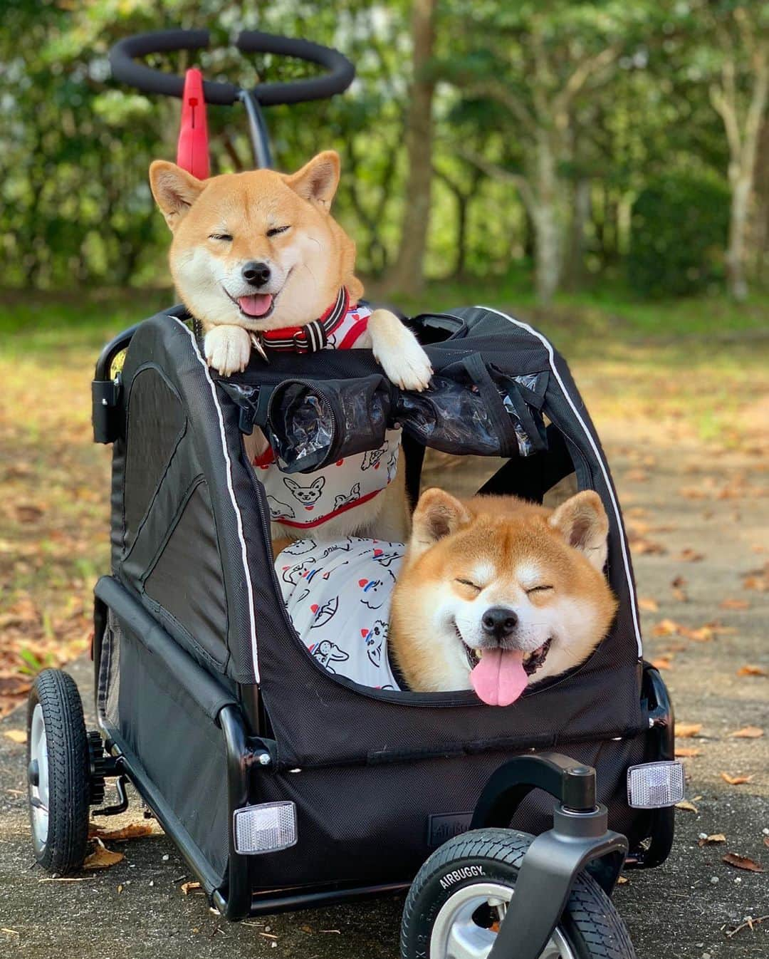 shibainu berryさんのインスタグラム写真 - (shibainu berryInstagram)「Today's outing🐻🦊🛒🎶 じゃーん❤️ 迷子犬の掲示板 @maigo_dog MDG(MaigoDoG)のオリジナルイラストのプリント❣️めっちゃ可愛い〜😍🥰 伸びる生地で着心地いいよ〜😆着にくい服だとフリーズしてしまうべりむくも全然大丈夫だったから着やすいみたい🙆‍♀️ 数量限定で購入可能だよ〜🤗コラボに協力してくださったLOVE&PEACE @momoleolove さんのショップをチェックしてね❣️ 完売したみたいやけど再販するそう😆 ・ ＊コラボ商品の売上の一部が迷子犬の掲示板に寄付されます。 ＊迷子犬の掲示板は完全無償のボランティア団体です。 #❤️迷子犬の掲示板四国 @maigo_dog_shikoku #めざせ迷子犬ゼロ👌 #柴犬 #べりやん #べりむく #多頭飼い #徳島 #berry #shiba #shibainu  #shibainumania #shibastagram #instashiba #ぷにっと部 #口角キュキュッと部  #チーム俺様 →部員絶賛募集中 #shiba_snap #proudshibas #west_dog_japan #サンデイ #instagramjapan #ふわもこ部 #pecoいぬ部 #pecotv #buzzfeedanimals #dogsofinstagram #9gag  @9gag @barked」10月3日 21時14分 - shibainu.berry