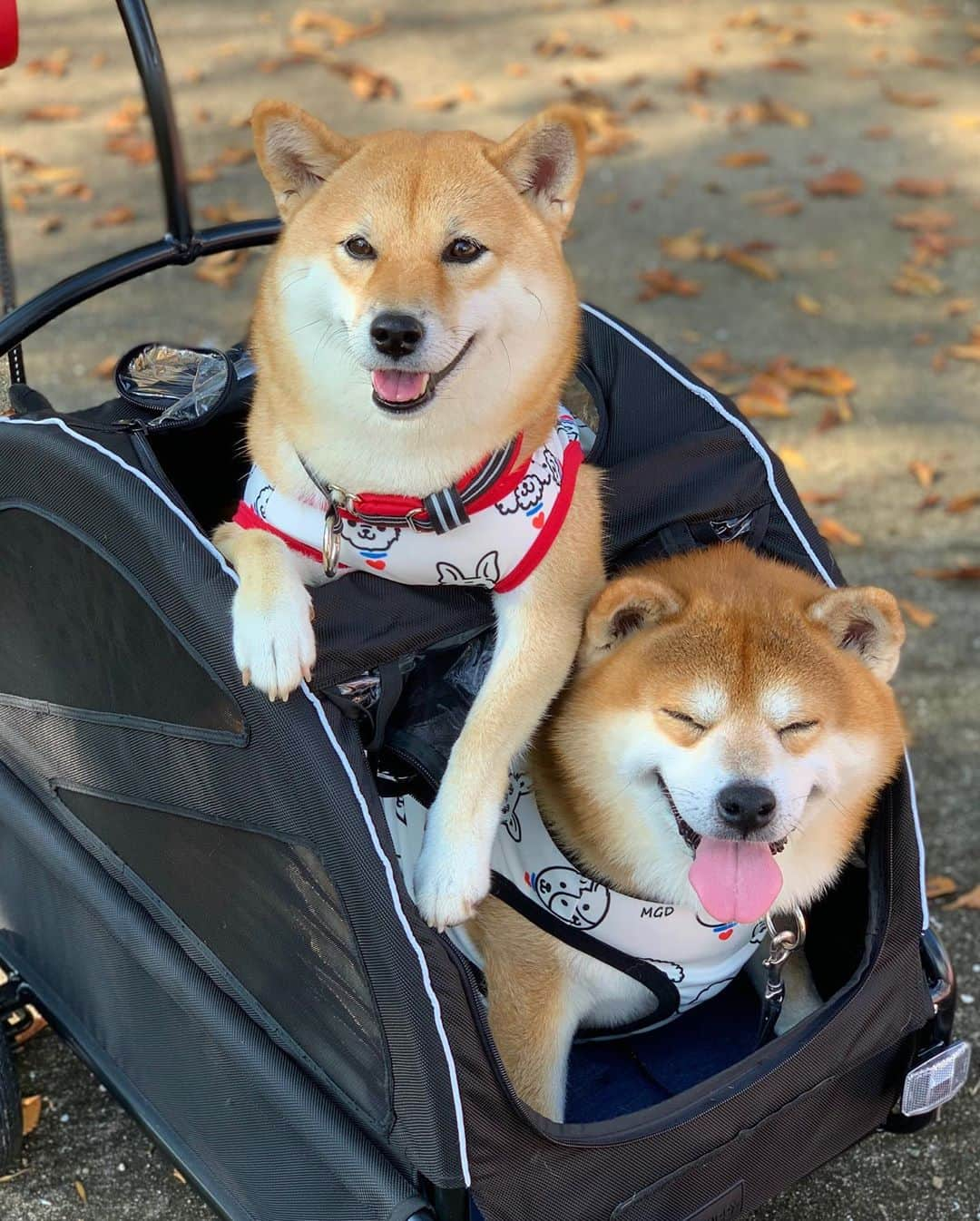 shibainu berryさんのインスタグラム写真 - (shibainu berryInstagram)「Today's outing🐻🦊🛒🎶 じゃーん❤️ 迷子犬の掲示板 @maigo_dog MDG(MaigoDoG)のオリジナルイラストのプリント❣️めっちゃ可愛い〜😍🥰 伸びる生地で着心地いいよ〜😆着にくい服だとフリーズしてしまうべりむくも全然大丈夫だったから着やすいみたい🙆‍♀️ 数量限定で購入可能だよ〜🤗コラボに協力してくださったLOVE&PEACE @momoleolove さんのショップをチェックしてね❣️ 完売したみたいやけど再販するそう😆 ・ ＊コラボ商品の売上の一部が迷子犬の掲示板に寄付されます。 ＊迷子犬の掲示板は完全無償のボランティア団体です。 #❤️迷子犬の掲示板四国 @maigo_dog_shikoku #めざせ迷子犬ゼロ👌 #柴犬 #べりやん #べりむく #多頭飼い #徳島 #berry #shiba #shibainu  #shibainumania #shibastagram #instashiba #ぷにっと部 #口角キュキュッと部  #チーム俺様 →部員絶賛募集中 #shiba_snap #proudshibas #west_dog_japan #サンデイ #instagramjapan #ふわもこ部 #pecoいぬ部 #pecotv #buzzfeedanimals #dogsofinstagram #9gag  @9gag @barked」10月3日 21時14分 - shibainu.berry