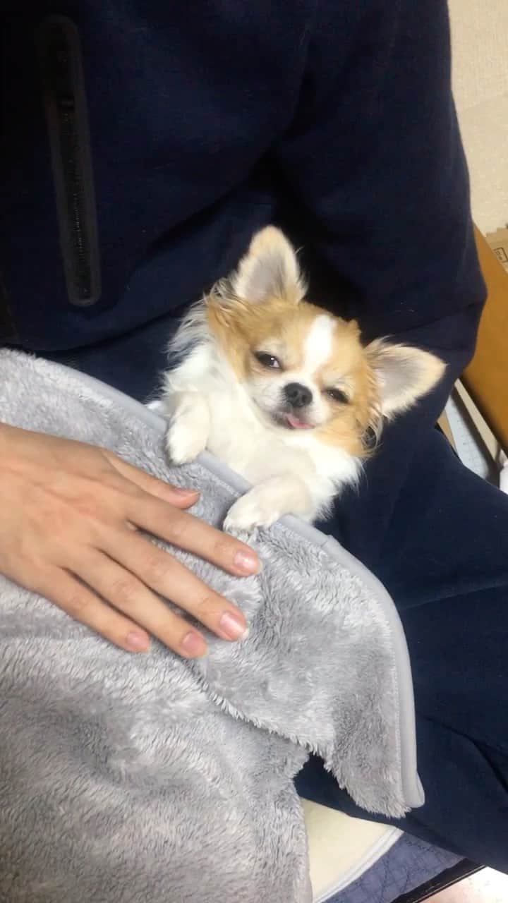 ちまのインスタグラム