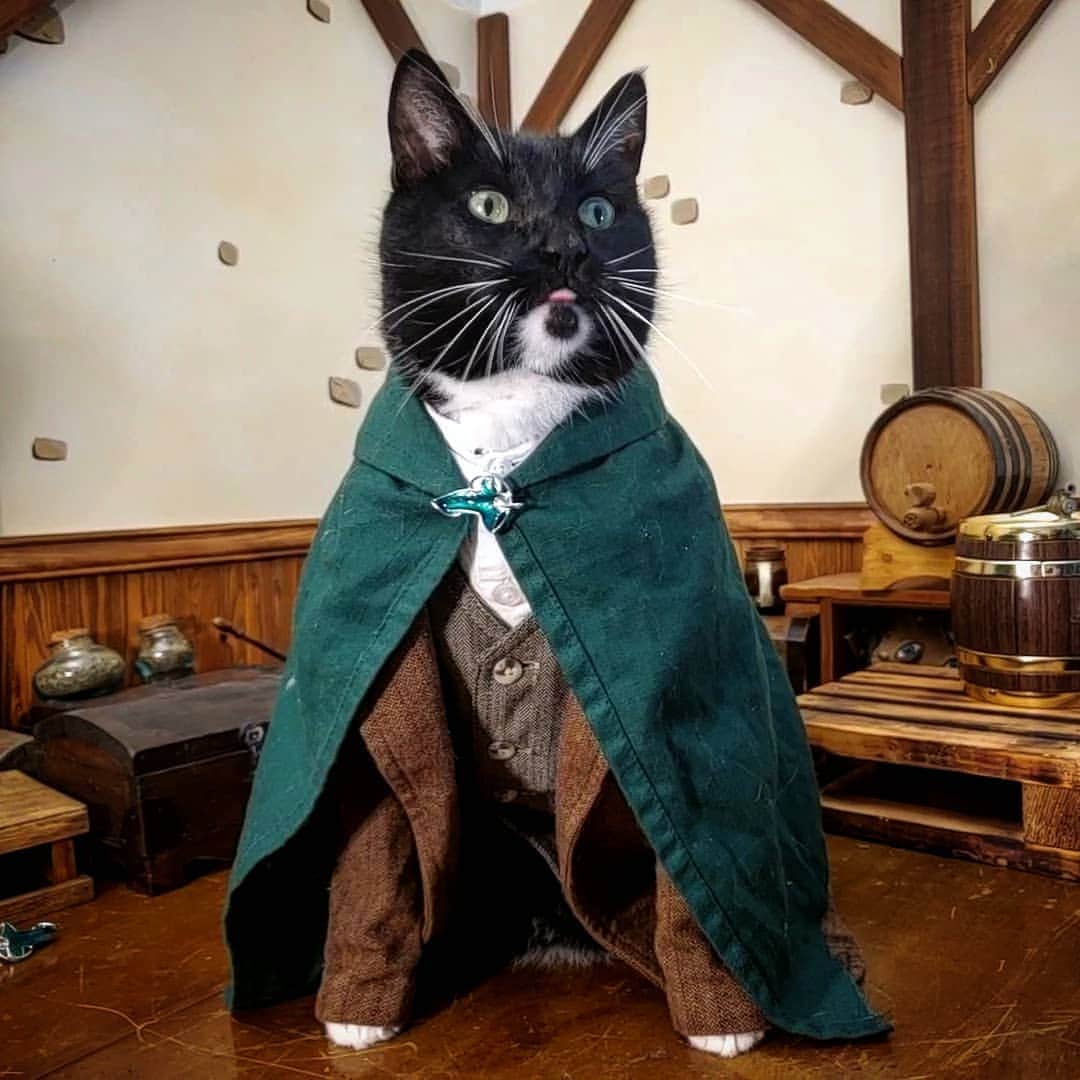 猫コスプレさんのインスタグラム写真 - (猫コスプレInstagram)「"We've had one, yes. But what about second breakfast?"  #Caturday #lordoftherings #JustCatThings  . . . . . . . . . #hobbit #hobbits #samwisecosplay #samwisegamgee #cat #catcostume #catsinclothes #catsofinstagram #catstagram #petclothes #PetCostume #halloween #lotr #lotrcosplay #catcosplay #cosplay #secondbreakfast #HalloweenCat」10月4日 2時55分 - cat_cosplay