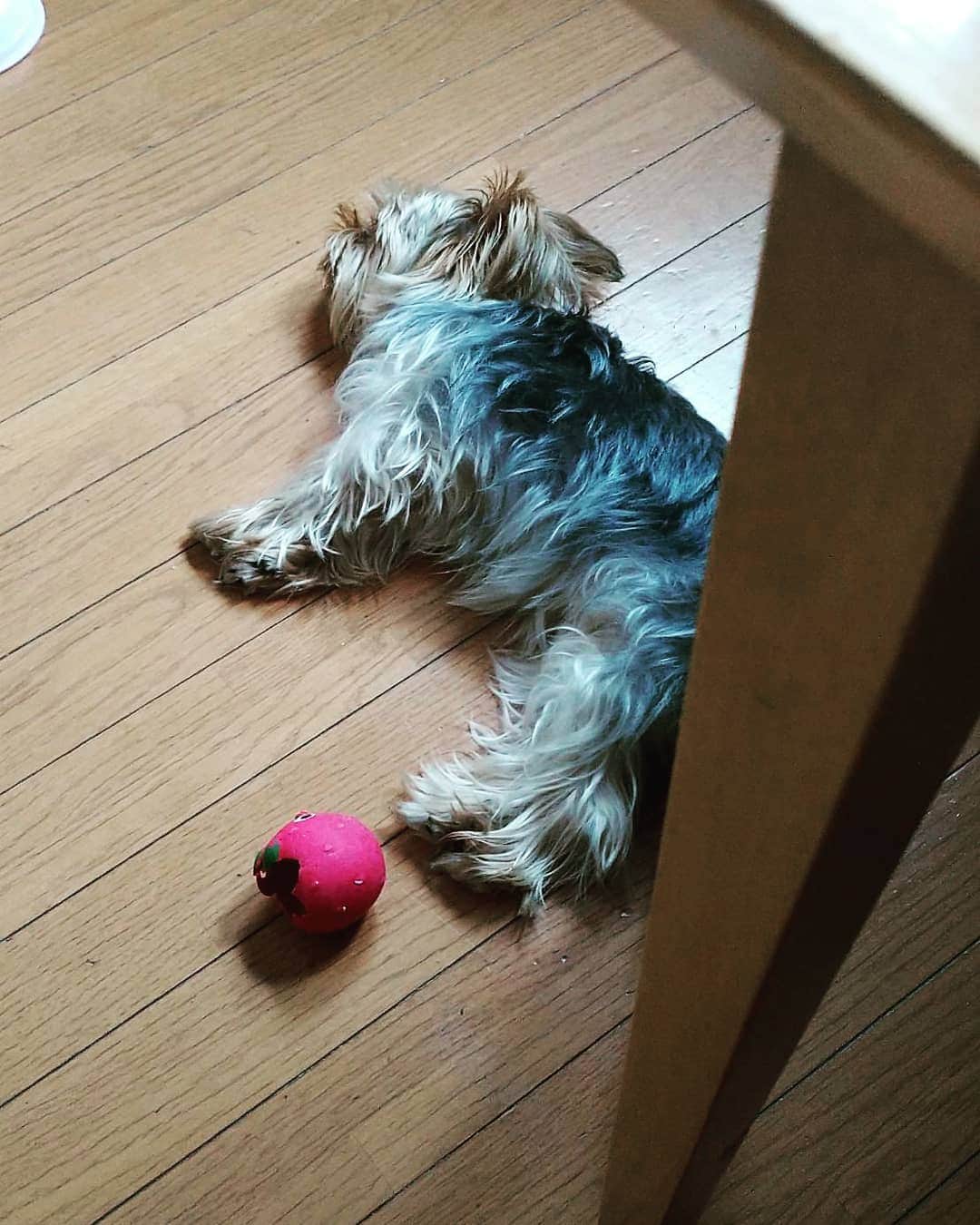 のインスタグラム：「#いぬすたぐらむ #おやすみなさい #WAWAWA #りな」