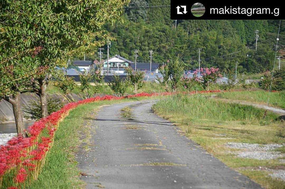 Gero City【下呂市公式アカウント】さんのインスタグラム写真 - (Gero City【下呂市公式アカウント】Instagram)「#Repost @makistagram.g with @get_repost ・・・ 馬瀬中切の川沿いの彼岸花 どこまでも続いてます🌿 けど構図迷子🙃  帰ろうとしたらキジおりました  location:岐阜県下呂市馬瀬  #彼岸花#曼珠沙華#キジ#雉#岐阜県#下呂#馬瀬#馬瀬川#日本で最も美しい村連合#日本で最も美しい村#田舎#田舎暮らし #gerostagram#下呂アンバサダー#岐阜県インスタ部#gifuphoto#gifuebooks#gogifu #bestphoto_japan#visit_tokai#visitjapanjp#scenic_jp#instagramjapan#Japan#tokyocameraclub#igersjp #Nikon#light_nikon」10月3日 22時14分 - gerostagram