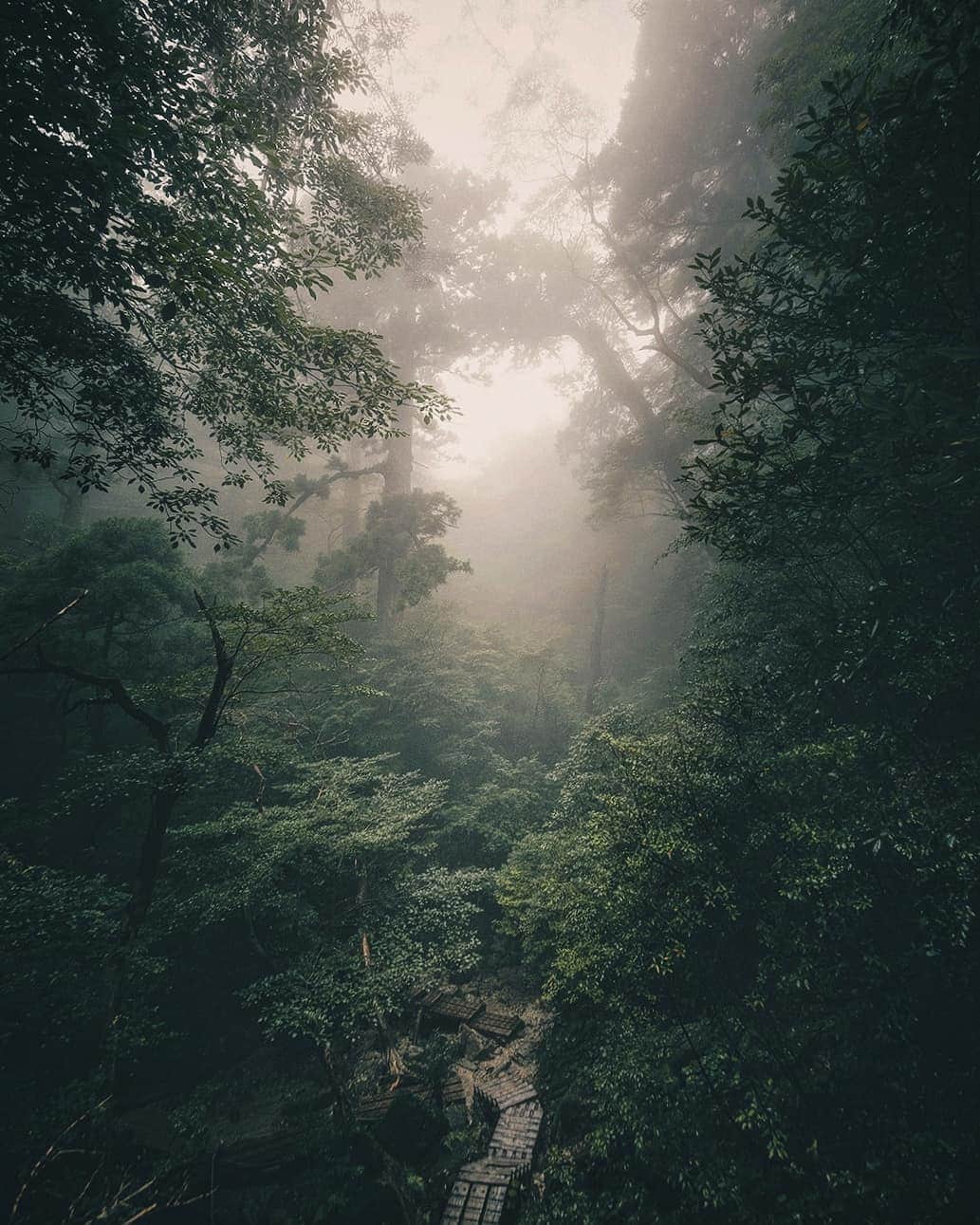 Berlin Tokyoさんのインスタグラム写真 - (Berlin TokyoInstagram)「Exploring the misty forest to see the Yaku ceder, Japan’s oldest tree which has stood in the island since the ancient times. . . . #hellofrom yakushima #japan」10月3日 22時37分 - tokio_kid