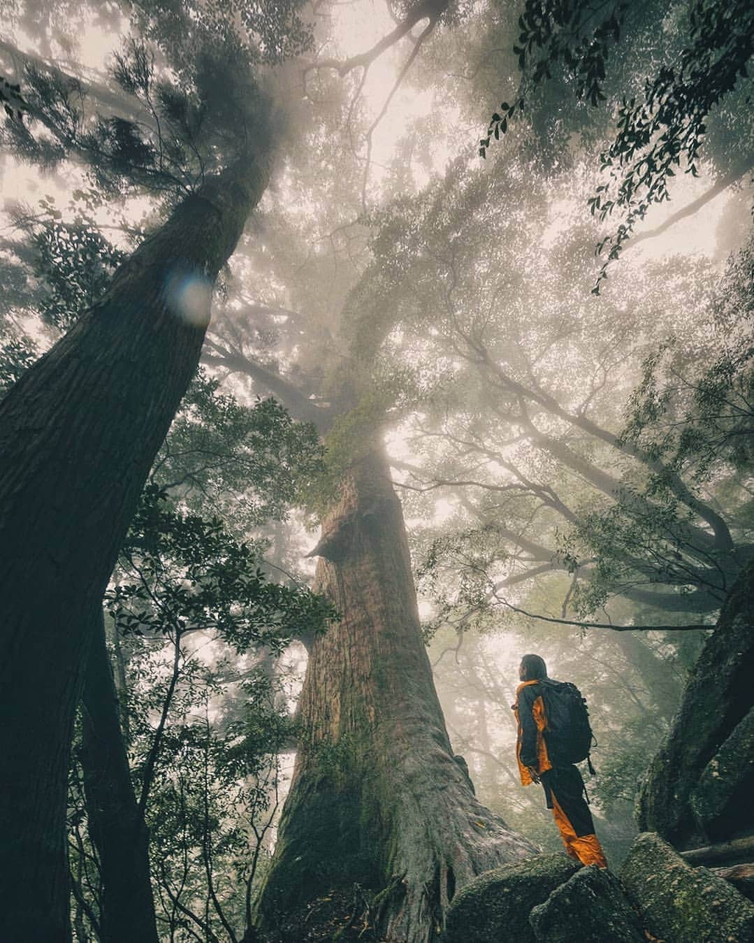 Berlin Tokyoのインスタグラム：「Exploring the misty forest to see the Yaku ceder, Japan’s oldest tree which has stood in the island since the ancient times. . . . #hellofrom yakushima #japan」