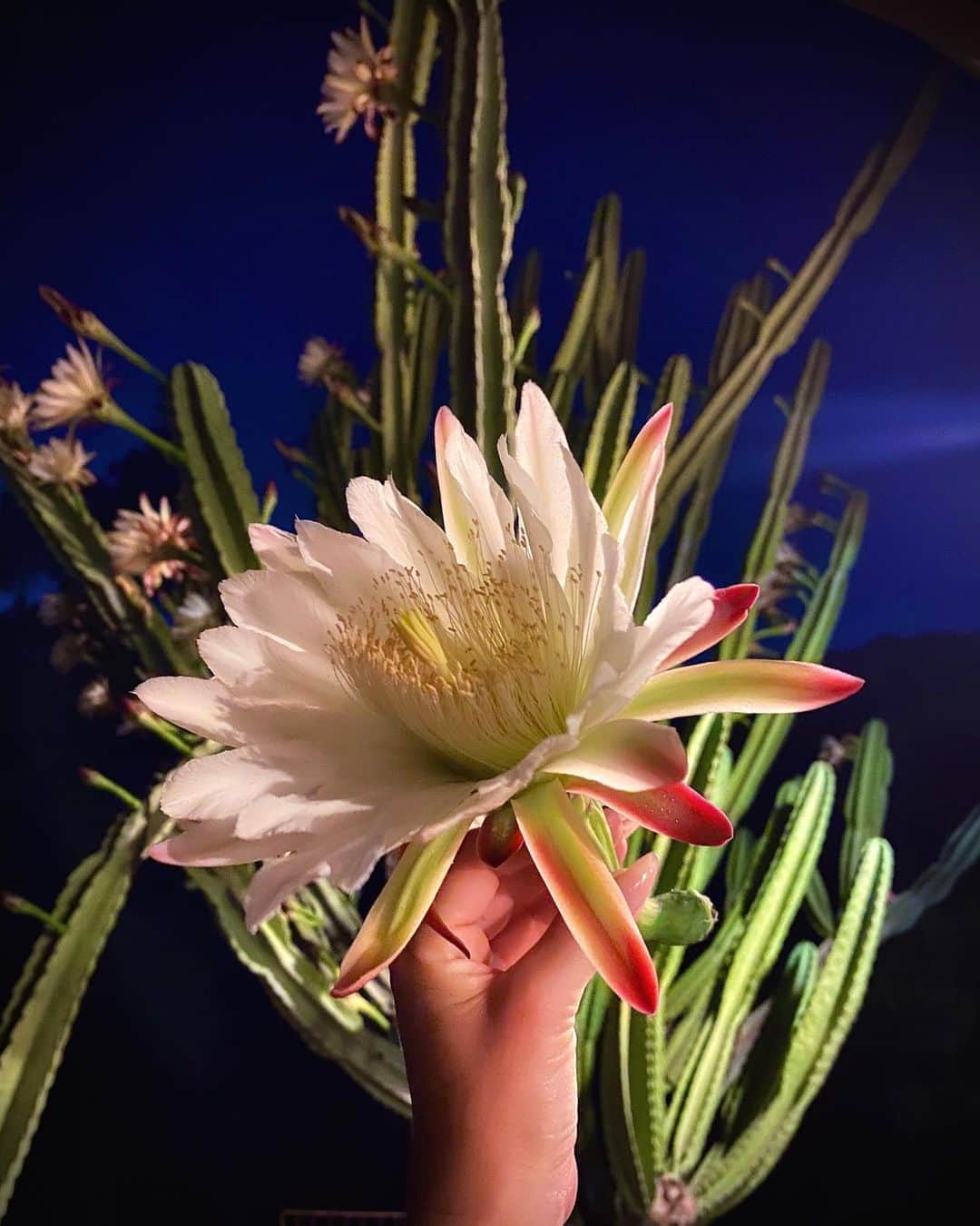 キャサリン・マクナマラさんのインスタグラム写真 - (キャサリン・マクナマラInstagram)「Blooms for one night only.  Fleeting, beautiful, mysterious.  Nature is magical. ☽❦𑁍」10月3日 23時50分 - kat.mcnamara