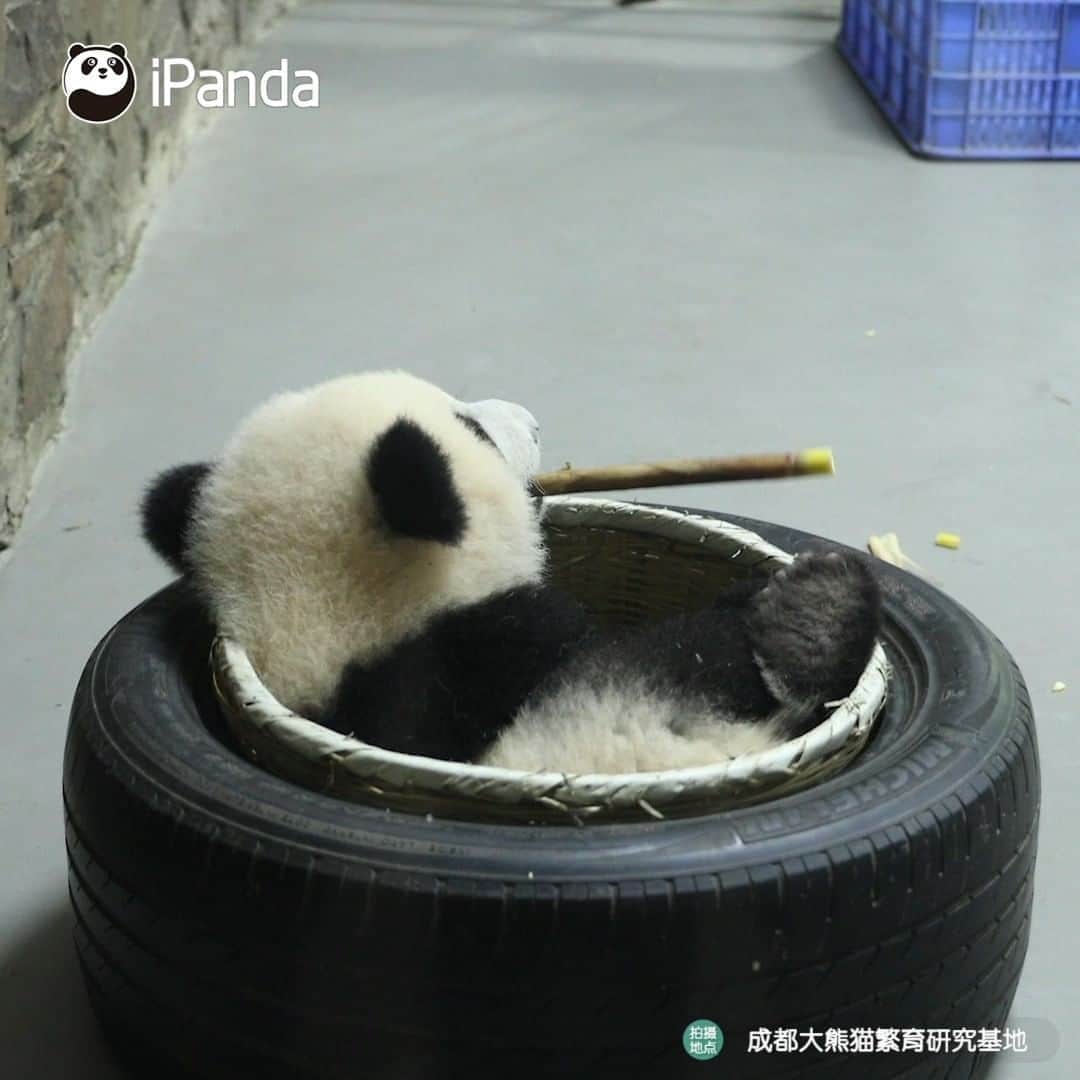 のインスタグラム：「If my parents allow me to carry food around the house and enjoy it anywhere, I will choose to eat in bed without hesitation. 🐼 🐼 🐼 #Panda #iPanda #Cute #HiPanda #HowGiantPandasGrowUp #PandaTime」