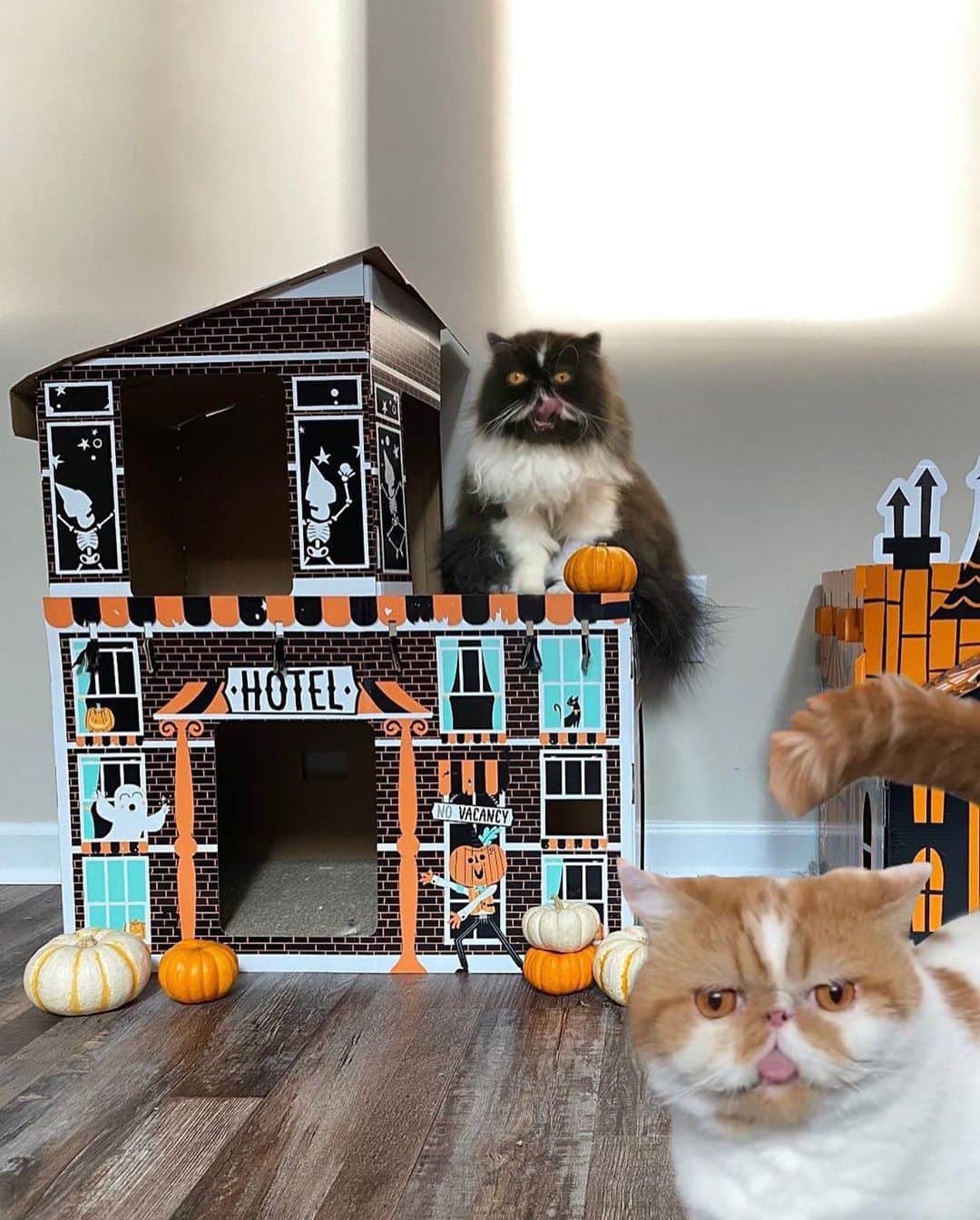 Targetさんのインスタグラム写真 - (TargetInstagram)「Looking to make Halloween purrfect? Spooky cat scratchers coming on up! 👻🎃🕸」10月4日 0時09分 - target
