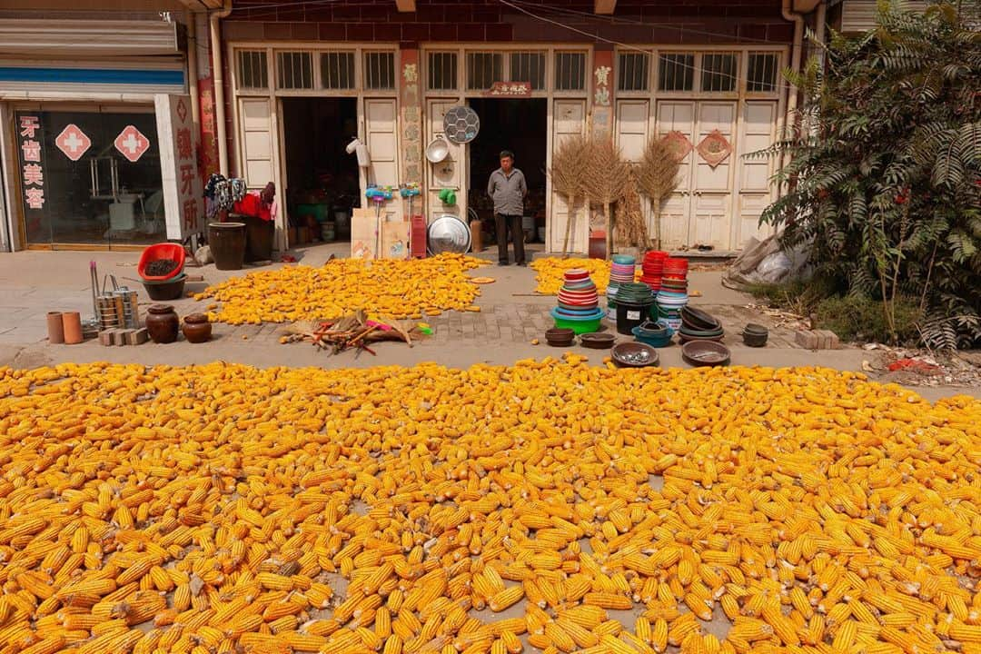 Michael Yamashitaさんのインスタグラム写真 - (Michael YamashitaInstagram)「Taking it to the streets: fall is in the air and on the ground where the streets becomes the staging area for the corn harvest, a common scene on rural roads everywhere in China. #corn #cornharvest #grandcanal #chinasights #china」10月4日 0時19分 - yamashitaphoto