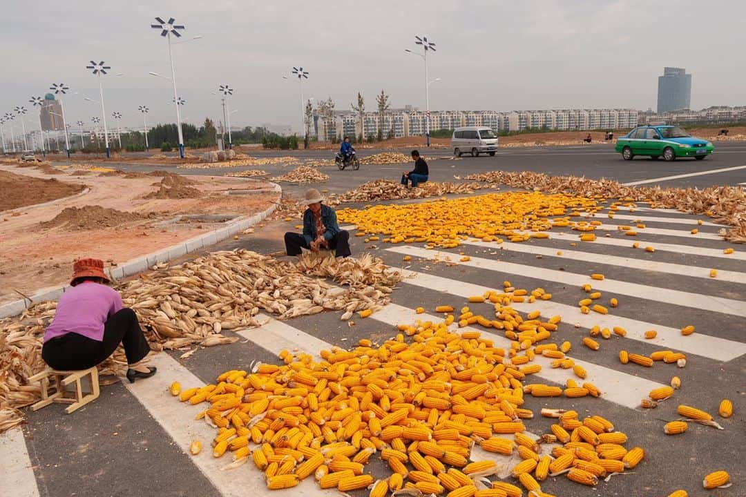 Michael Yamashitaさんのインスタグラム写真 - (Michael YamashitaInstagram)「Taking it to the streets: fall is in the air and on the ground where the streets becomes the staging area for the corn harvest, a common scene on rural roads everywhere in China. #corn #cornharvest #grandcanal #chinasights #china」10月4日 0時19分 - yamashitaphoto