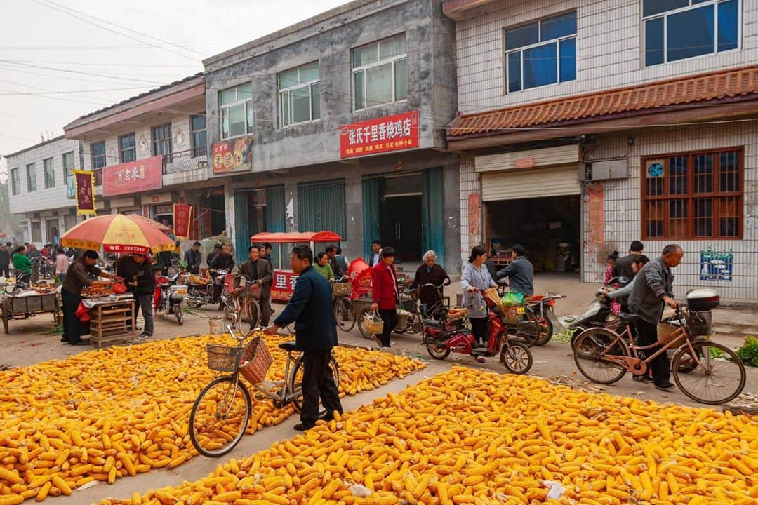 Michael Yamashitaさんのインスタグラム写真 - (Michael YamashitaInstagram)「Taking it to the streets: fall is in the air and on the ground where the streets becomes the staging area for the corn harvest, a common scene on rural roads everywhere in China. #corn #cornharvest #grandcanal #chinasights #china」10月4日 0時19分 - yamashitaphoto