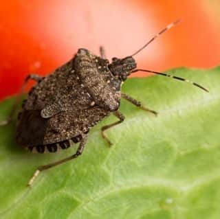 HGTVさんのインスタグラム写真 - (HGTVInstagram)「They're baaaaaaaack! 😱 Stink bugs are finding their way back inside for the cooler months. 🙅‍♀️ Brush up on stink bug basics and say so long to these indoor invaders with quick, natural ways. 👏 Find our pro tips at the link in our bio. 🔝⁠ ⁠ #stinkbugs #stinkbug #pestcontrol #naturalpestcontrol #halyomorphahalys」10月4日 1時02分 - hgtv