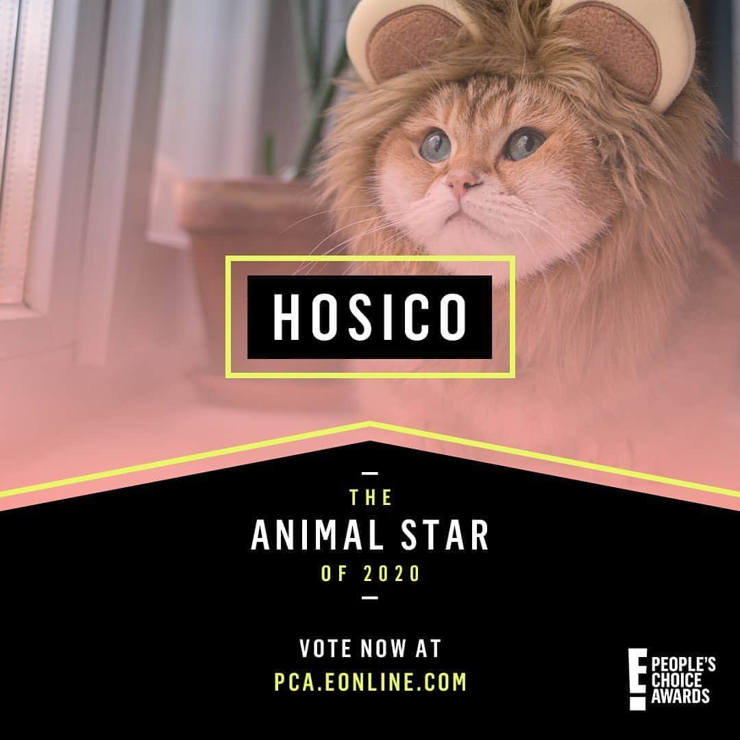 Hosicoさんのインスタグラム写真 - (HosicoInstagram)「Just found out I'm nominated for the 2020 E! @peopleschoice awards. 🙀 Can't thank all you guys enough. I can only win with your support, so go vote now: link in my Stories #PCAs 😻」10月4日 1時02分 - hosico_cat