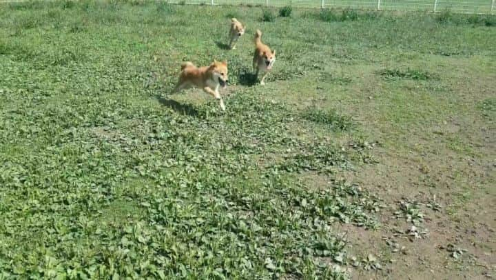 柴犬たま Shibainu Tamaのインスタグラム