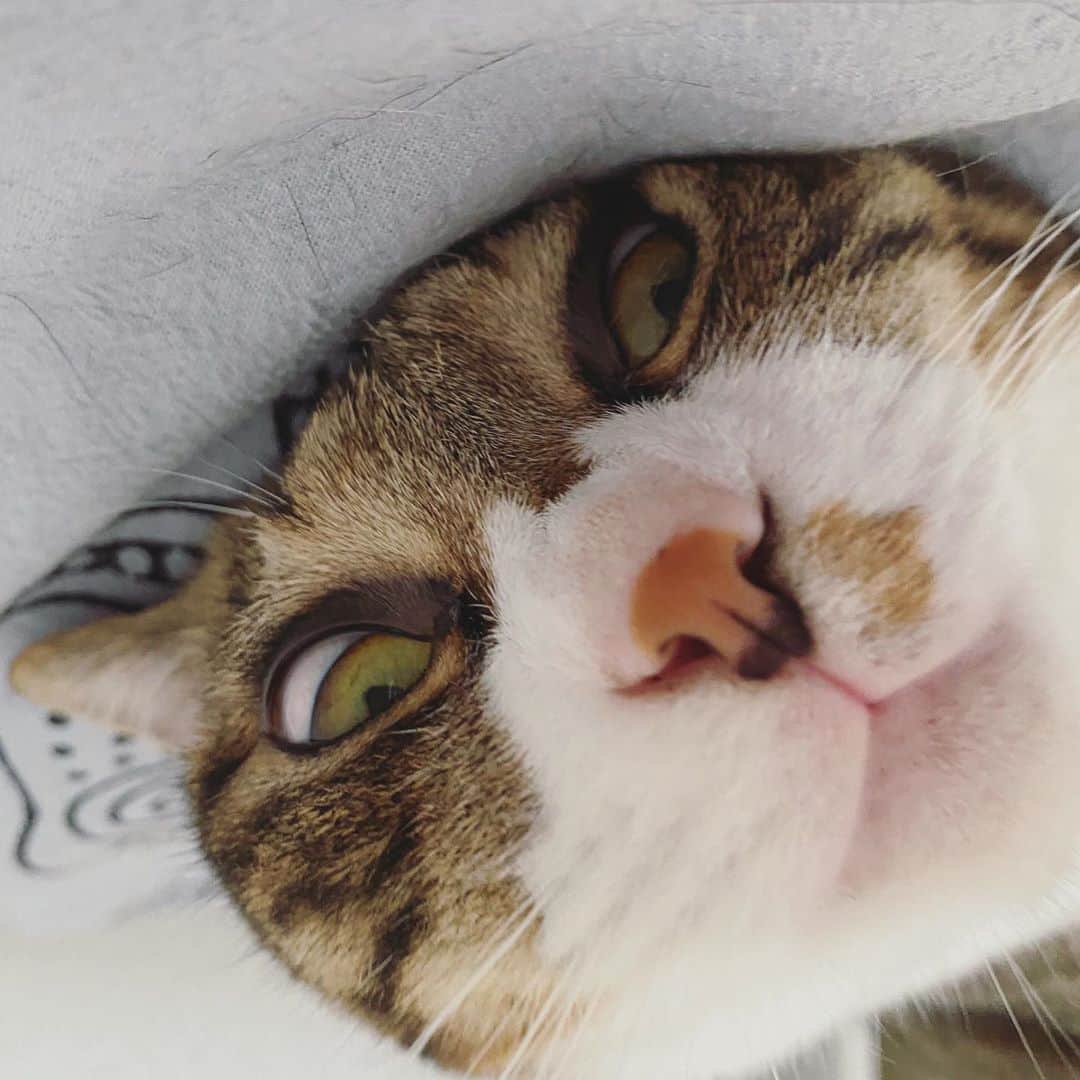 野本かりあのインスタグラム：「皆さん、良い日曜日を😼❤️ #lukarly #catsofinstagram #にゃんすたぐらむ」