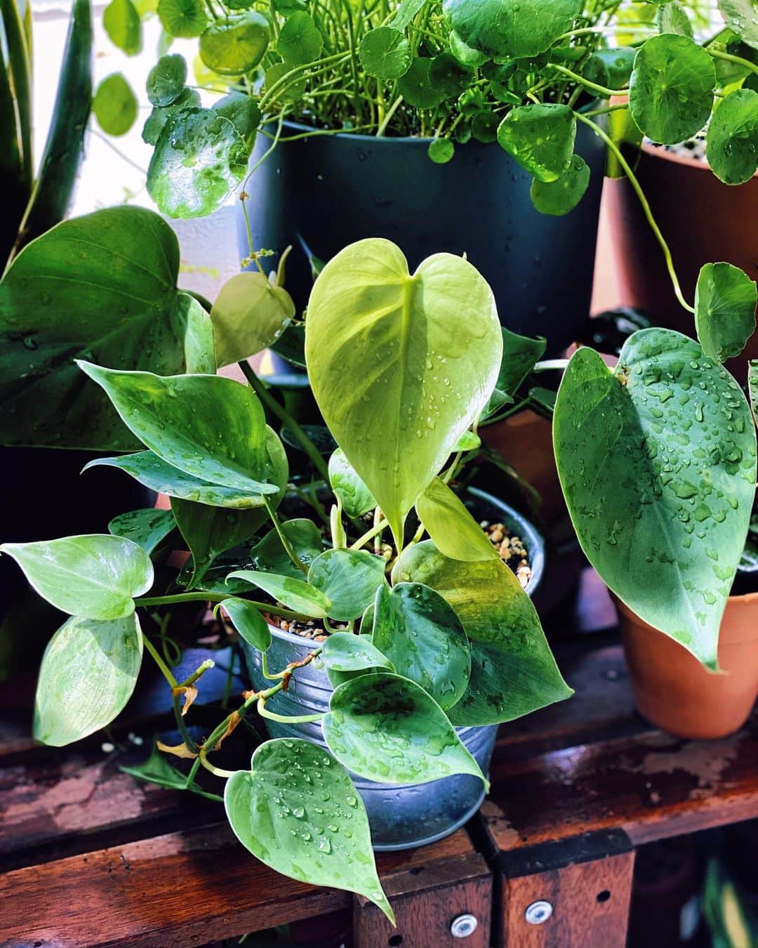 鄭碧瑩のインスタグラム：「Mr. Heartleaf purchased through @pl.aunty ‘s charity sale during CB is growing fast after it’s first repot.  Happy Sunday everyone! . . . .  #plantstagram #plantsofinstagram #houseplants #plantsmakepeoplehappy #botanical #instaplants #plants #foliage #leaf #plantflife #springintoplants #plantlady #plantpotters #crazyplantlady #houseplantclub #helloplantlover #houseplantsofinstagram #houseofplantlovers #junglecollective #vsco #vscogram #vscocam #vscogrid #vscoplants #gardeningsg #urbanjunglebloggers #sgplantclub #plantnerd #philodendron #philodendronheartleaf」