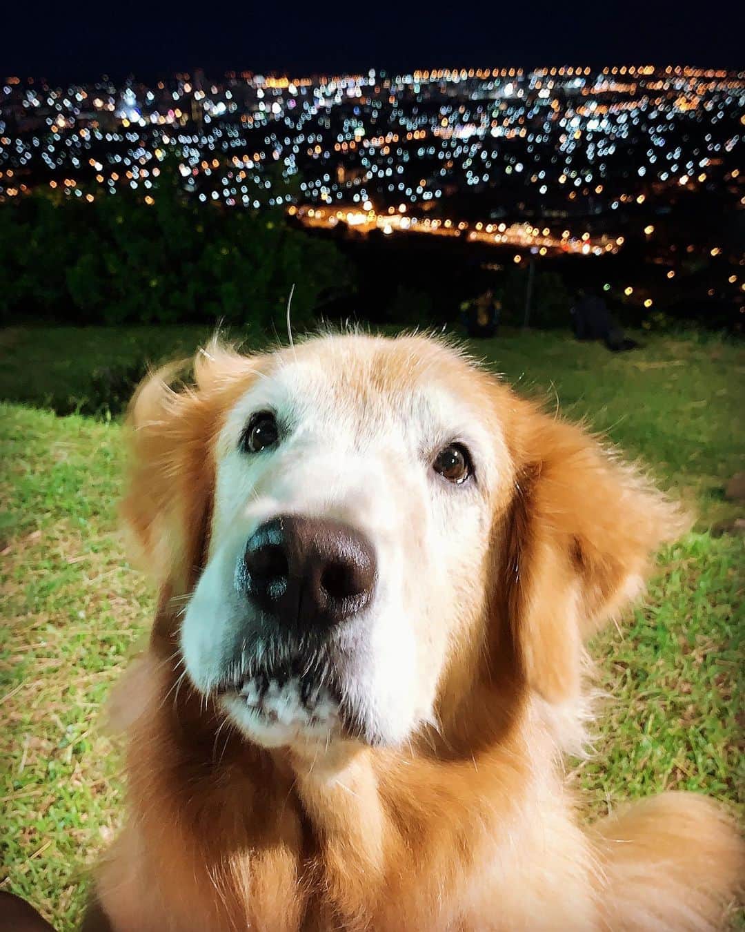 tamatamagoさんのインスタグラム写真 - (tamatamagoInstagram)「夜景とマオちゃん。 二枚目、いつもの階段にランプが設置されてました😃ロマンチック💓 　 Mamiao and beautiful night view from the park😊 　 วัดที่มะเหมี่ยวไปเดินประจำตัดหญ้าและ ติดไฟใหม่ให้ที่บันได😃สวยจัง💓 　  2020/10/04 　 　  #ゴールデンレトリバー #レトリバー #大型犬　#大型犬のいる生活 #pecoいぬ部 #ワンコなしでは生きて行けません会 #犬バカ部 #甘えん坊 #dogstagram #dogofinstagram #dogoftheday #goldenretriever #goldenretrieverlover #ilovegoldenretrievers #ilovegolden_retrievers #instagolden #fluffyslime」10月4日 11時29分 - tamatamago