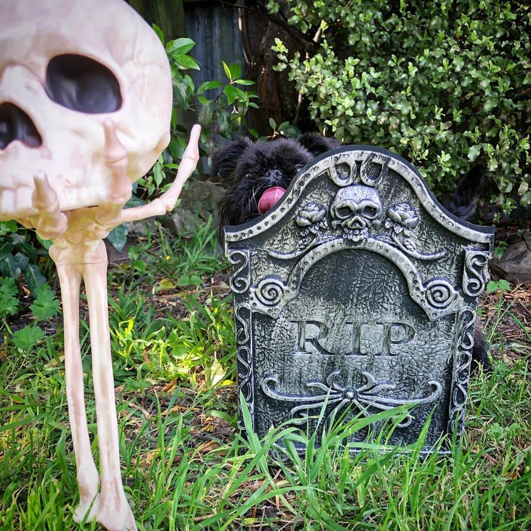 Digby & Aloのインスタグラム：「Our favourite month is Halloween 🦇」