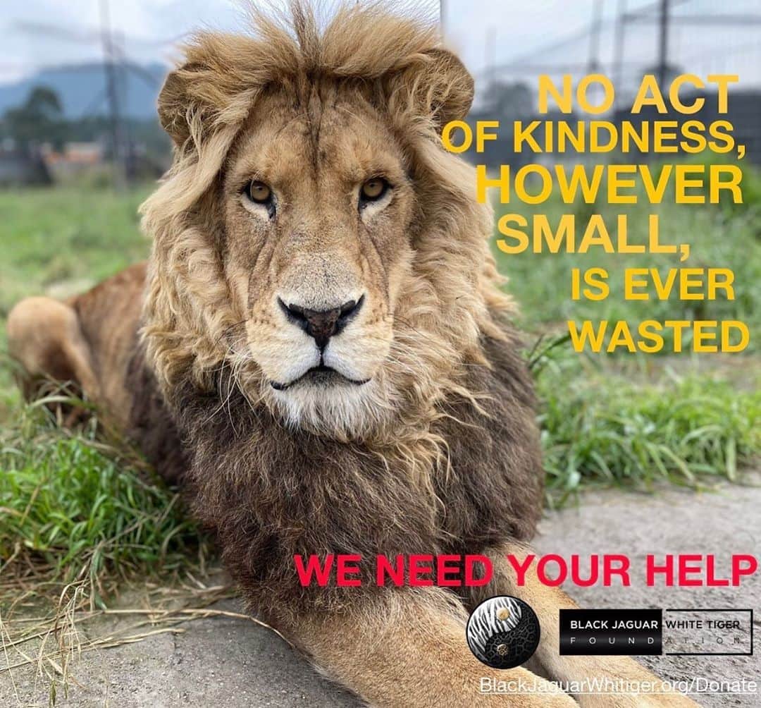 Black Jaguar-White Tiger さんのインスタグラム写真 - (Black Jaguar-White Tiger Instagram)「Active link to donate on our bio or at www.BlackJaguarWhiteTiger.org/Donate」10月4日 4時19分 - blackjaguarwhitetiger
