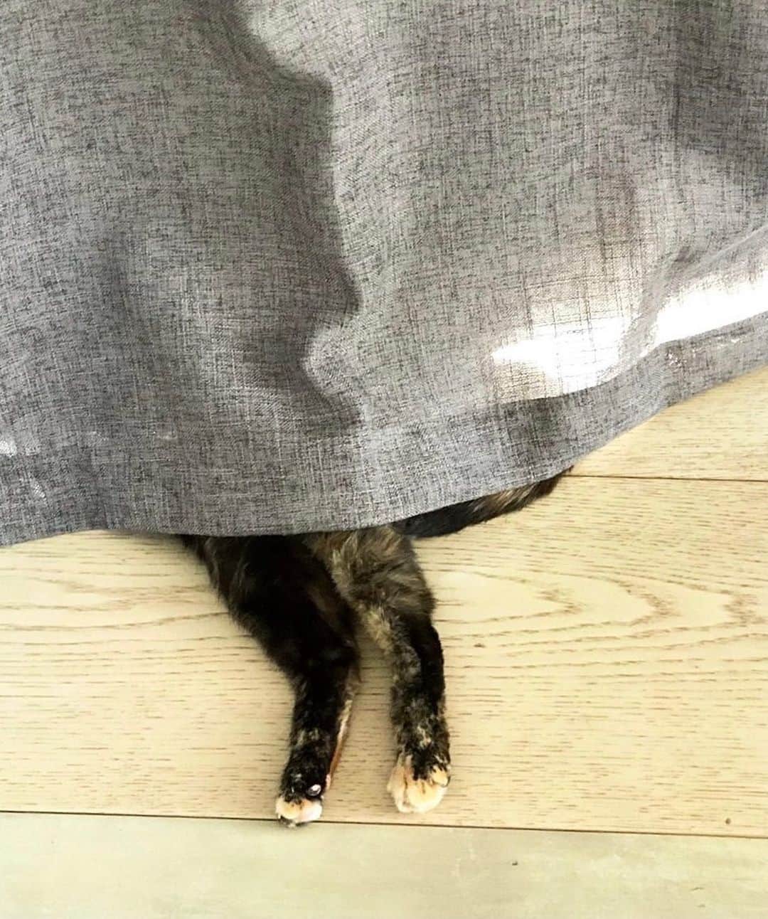 リア・ミシェルのインスタグラム：「Still trying to teach her the rules of Hide and Seek.」