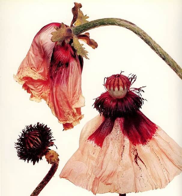 のインスタグラム：「Irving Penn’s photographs of Flowers “past their point of perfection” expressing way more than just a beautiful flower . #irvingpenn #1960s #flowerseries」