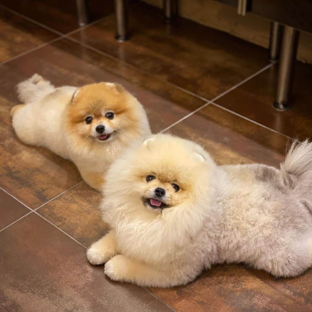 Shilaさんのインスタグラム写真 - (ShilaInstagram)「Good night from the fluffiest poms 😃👋❤️😘」10月4日 5時55分 - shila_the_pom