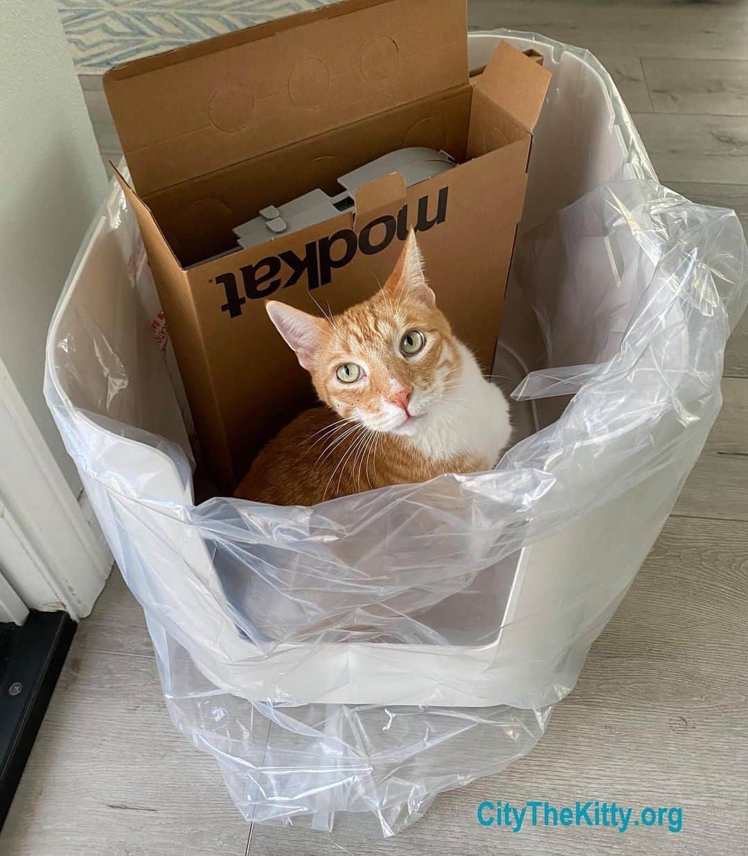 City the Kittyさんのインスタグラム写真 - (City the KittyInstagram)「Ok, let's get it set up! I'm ready!😺  @modkat has some awesome litter boxes folks! We love to support companies who are against declawing! 🐾👍🏻 To see how Modkat is trying to educate cat owners on why they shouldn't declaw their cat and they give you seven tips to stop your cat from clawing the sofa go to their website Modkat.com and type in “declaw” in the search bar. Please give them a BIG thank you and support their company if you need a new litter box!   #Catlover  #ThankYou #Modkat #litterbox #Caturday #Cats #rightsideofhistory #love」10月4日 6時02分 - citythekitty