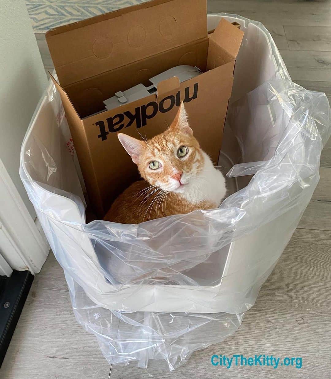 City the Kittyのインスタグラム：「Ok, let's get it set up! I'm ready!😺  @modkat has some awesome litter boxes folks! We love to support companies who are against declawing! 🐾👍🏻 To see how Modkat is trying to educate cat owners on why they shouldn't declaw their cat and they give you seven tips to stop your cat from clawing the sofa go to their website Modkat.com and type in “declaw” in the search bar. Please give them a BIG thank you and support their company if you need a new litter box!   #Catlover  #ThankYou #Modkat #litterbox #Caturday #Cats #rightsideofhistory #love」