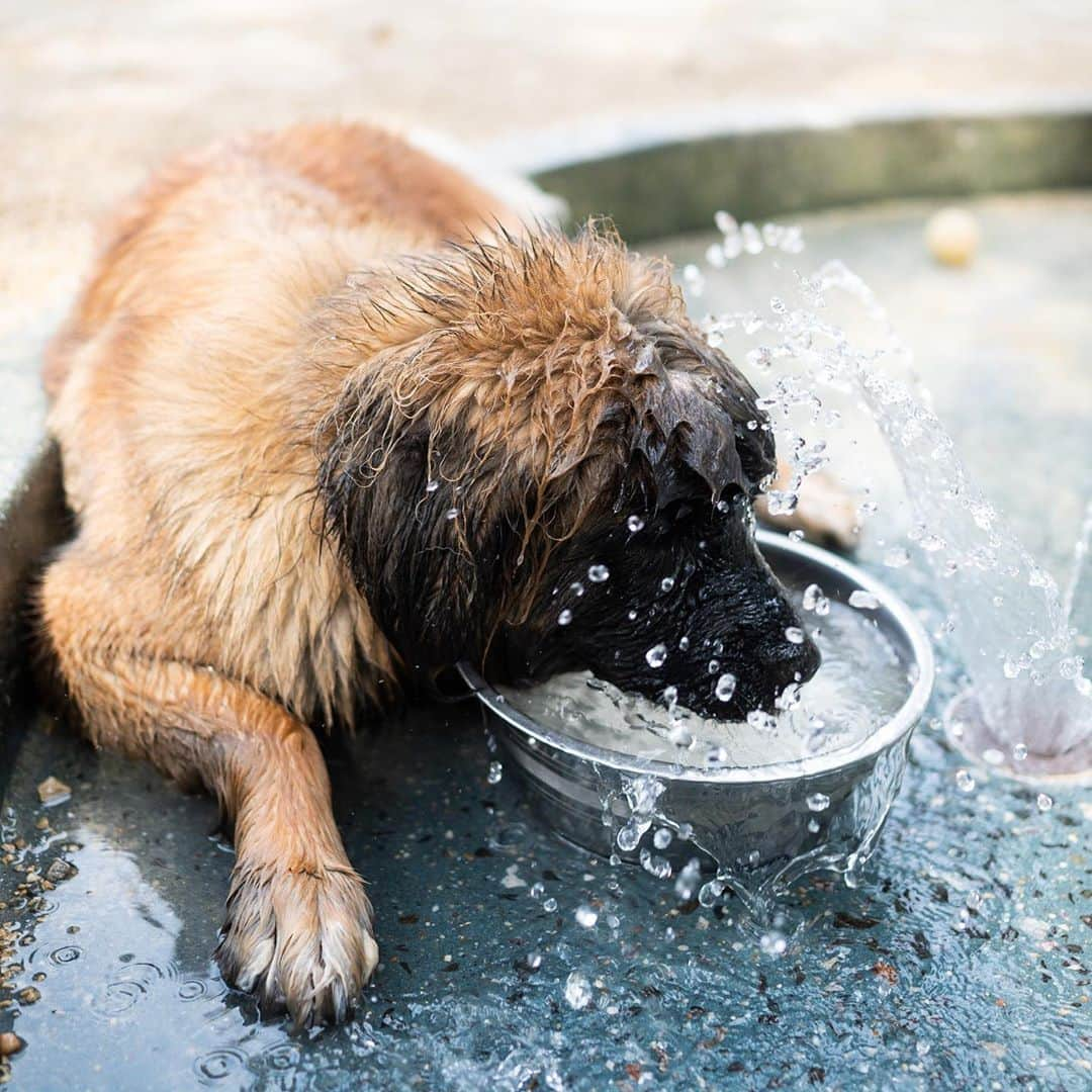 The Dogistさんのインスタグラム写真 - (The DogistInstagram)「Vivian, Leonberger (16 m/o), Washington Square Park, New York, NY • “She has to give me a big bear hug when she sees me. She’s scared of stairs – she associates stairs with bath time.” @viviantheleonberger」10月4日 6時26分 - thedogist