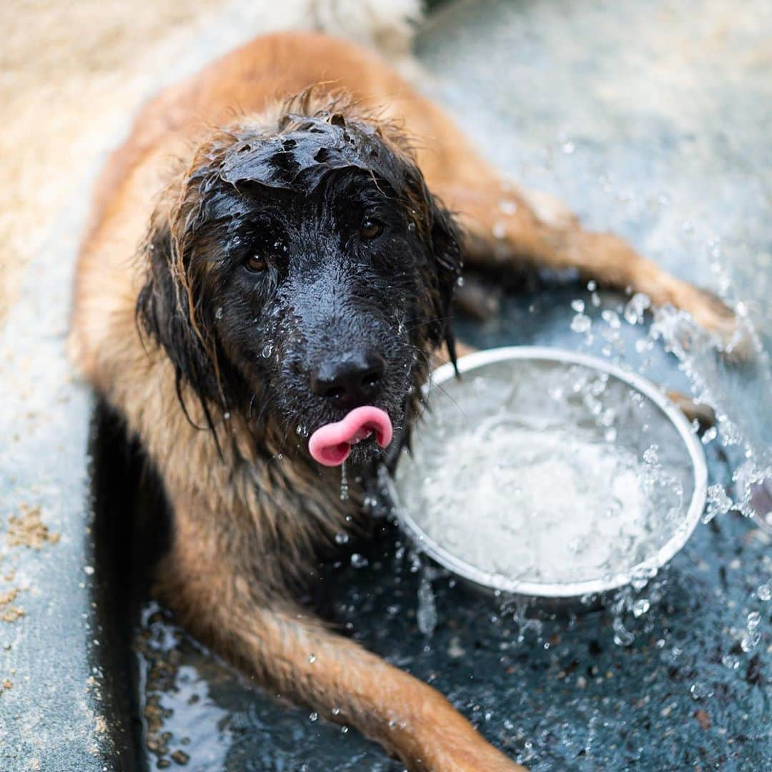 The Dogistさんのインスタグラム写真 - (The DogistInstagram)「Vivian, Leonberger (16 m/o), Washington Square Park, New York, NY • “She has to give me a big bear hug when she sees me. She’s scared of stairs – she associates stairs with bath time.” @viviantheleonberger」10月4日 6時26分 - thedogist