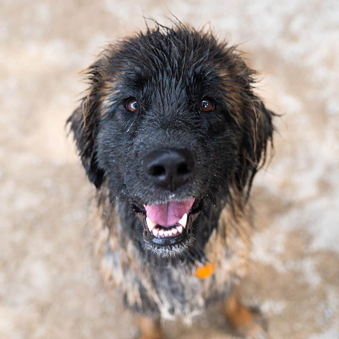 The Dogistさんのインスタグラム写真 - (The DogistInstagram)「Vivian, Leonberger (16 m/o), Washington Square Park, New York, NY • “She has to give me a big bear hug when she sees me. She’s scared of stairs – she associates stairs with bath time.” @viviantheleonberger」10月4日 6時26分 - thedogist