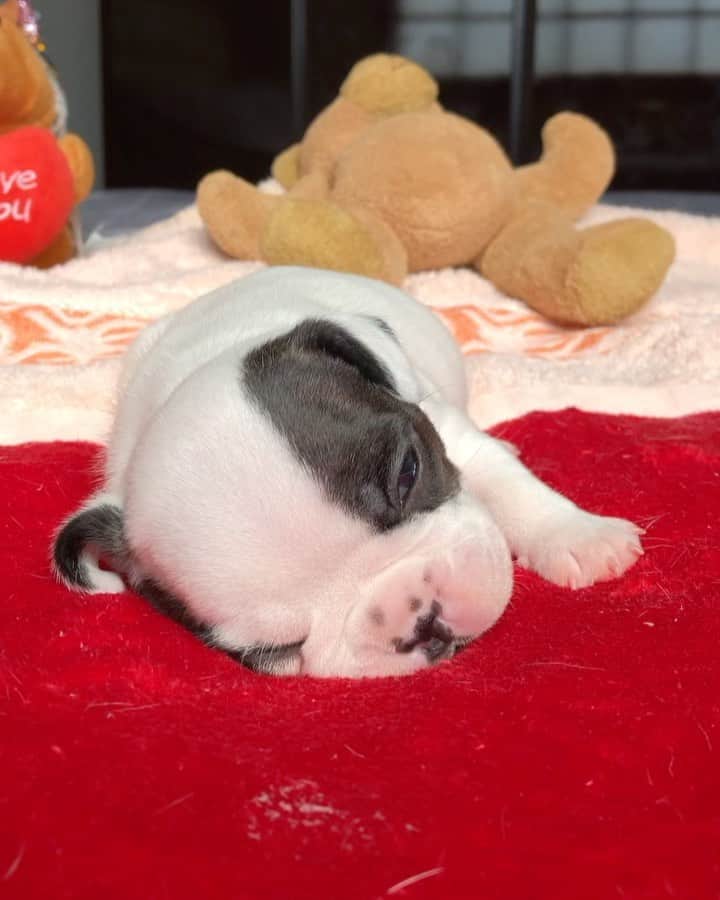 Regeneratti&Oliveira Kennelのインスタグラム：「Go away bad dreams, leave the puppy alone! 😭 #cutepuppy #frenchie #socute #frenchies1 #puppy #bulldog」