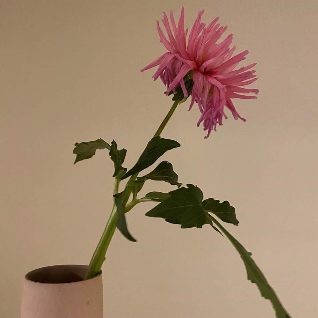 水野里砂さんのインスタグラム写真 - (水野里砂Instagram)「花は変化が最後まで美しい🥀  #flower」10月4日 12時11分 - risadlaw___