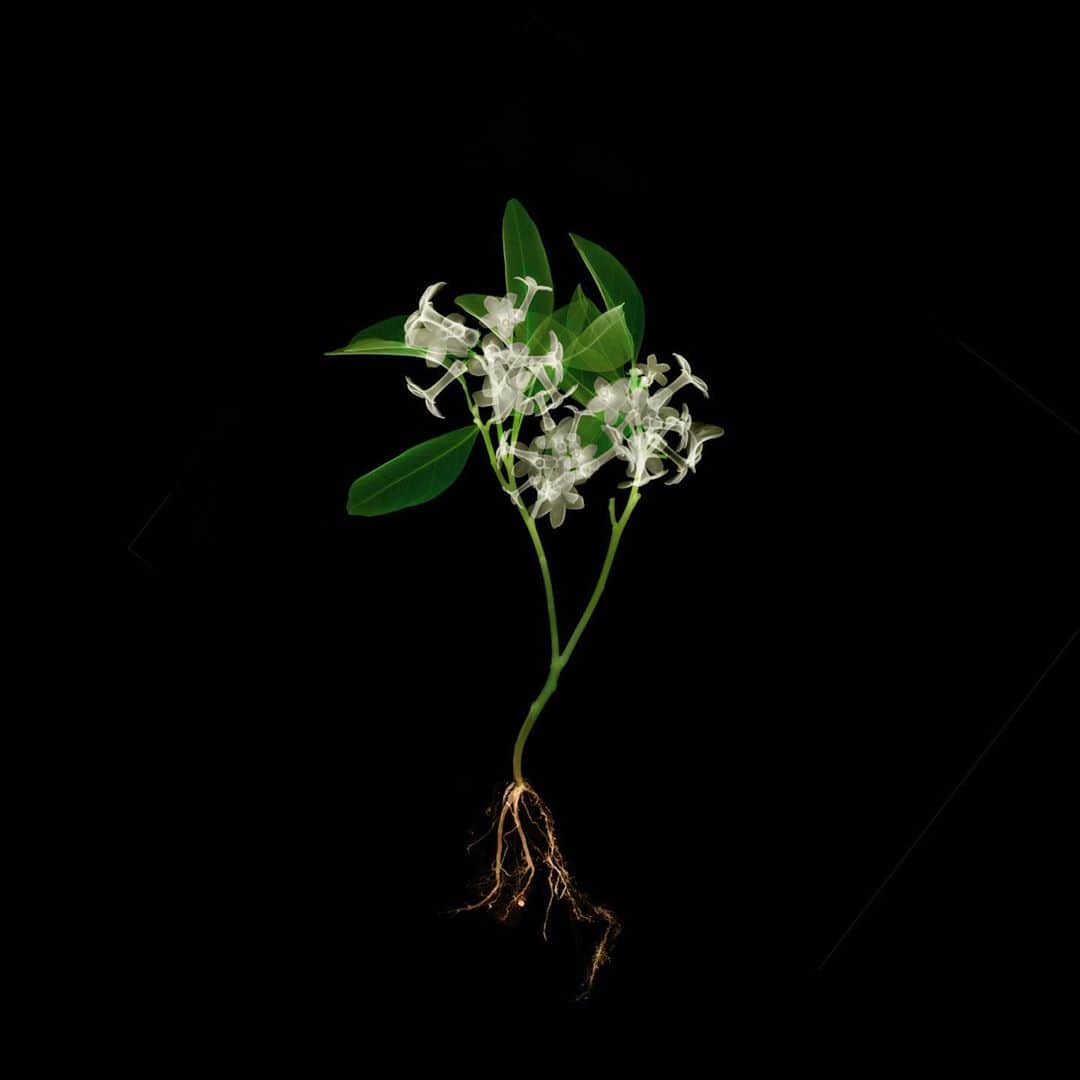椎木俊介さんのインスタグラム写真 - (椎木俊介Instagram)「X-ray Flowers #amkk #amkkproject #makotoazuma #azumamakoto #東信花樹研究所 #東信 #jardinsdesfleurs #shiinokishunsuke #flowerart #flower #flowers」10月4日 7時14分 - shiinokishunsuke