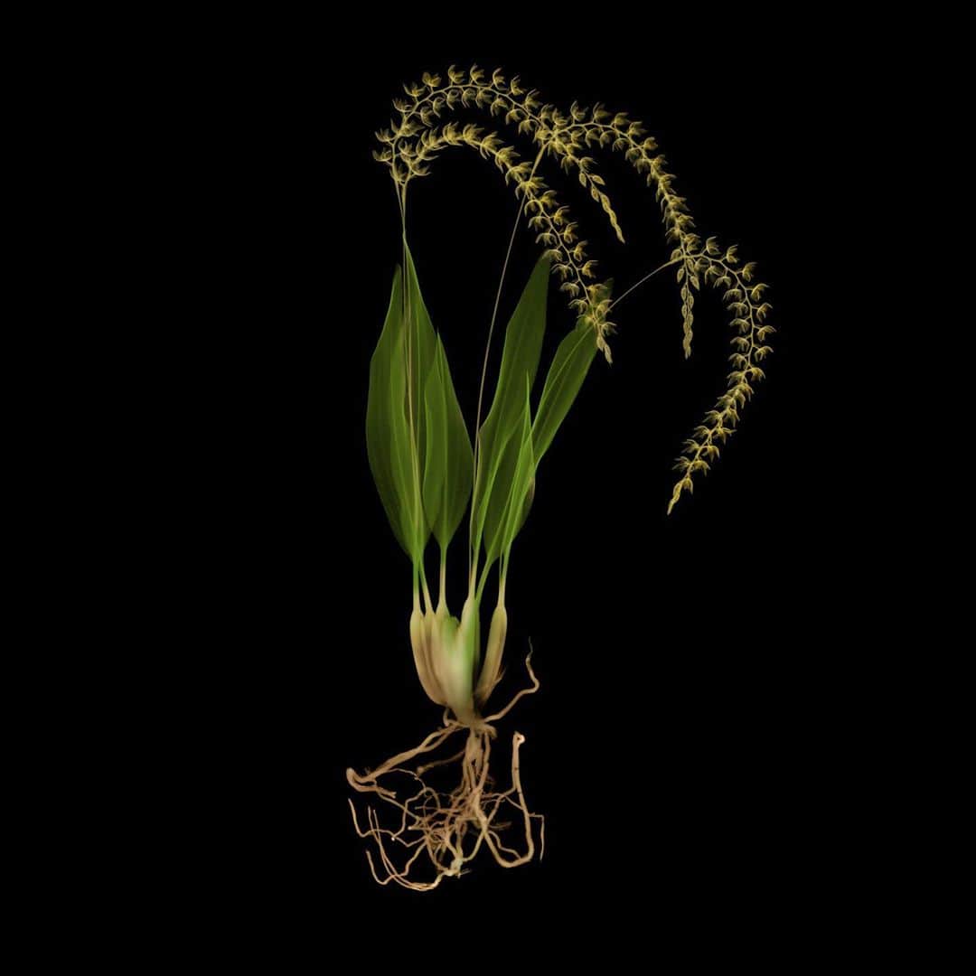 椎木俊介のインスタグラム：「X-ray Flowers #amkk #amkkproject #makotoazuma #azumamakoto #東信花樹研究所 #東信 #jardinsdesfleurs #shiinokishunsuke #flowerart #flower #flowers」