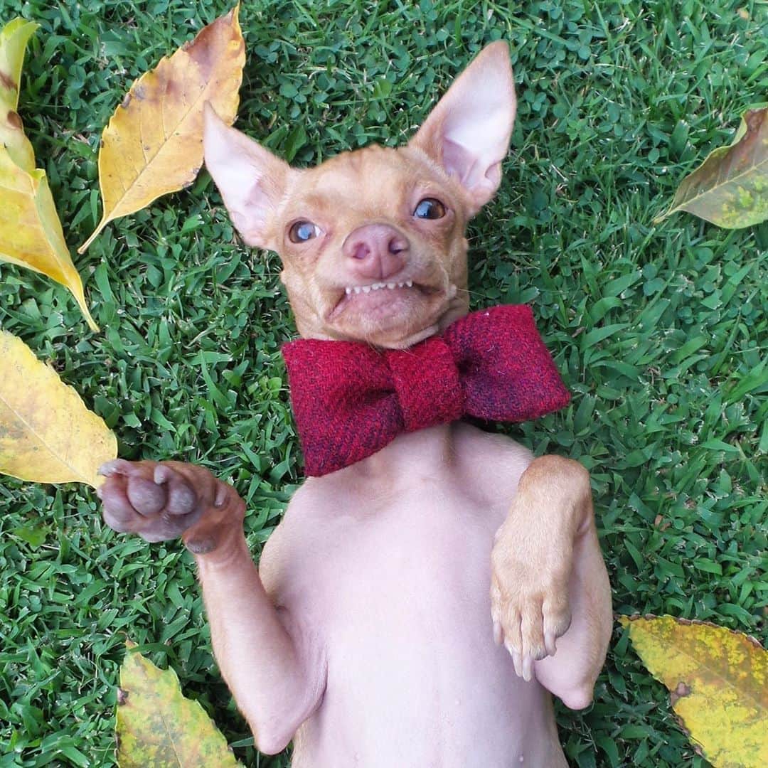 Tuna {breed:chiweenie} さんのインスタグラム写真 - (Tuna {breed:chiweenie} Instagram)「This was his first fall. #babytuna」10月4日 7時27分 - tunameltsmyheart