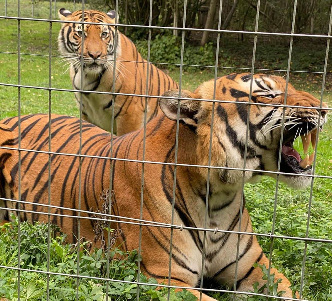 アンヘル・ディ・マリアさんのインスタグラム写真 - (アンヘル・ディ・マリアInstagram)「Día de zoológico 🐅 🦁 🐆 🐒 🦍🦝🦥🐐. Muchas gracias a Parc zoologiques Lumigny.  @pzlumigny77 ❤️」10月4日 7時40分 - angeldimariajm