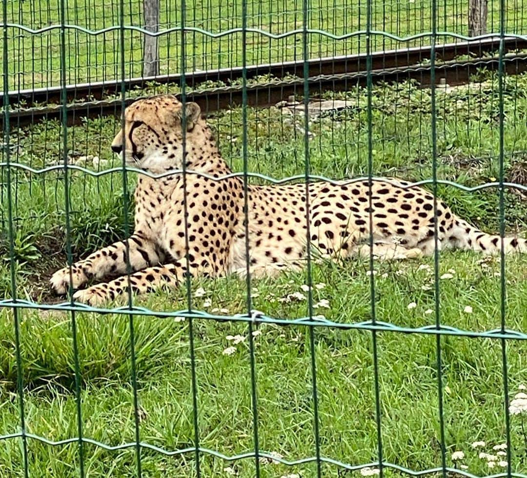 アンヘル・ディ・マリアさんのインスタグラム写真 - (アンヘル・ディ・マリアInstagram)「Día de zoológico 🐅 🦁 🐆 🐒 🦍🦝🦥🐐. Muchas gracias a Parc zoologiques Lumigny.  @pzlumigny77 ❤️」10月4日 7時40分 - angeldimariajm