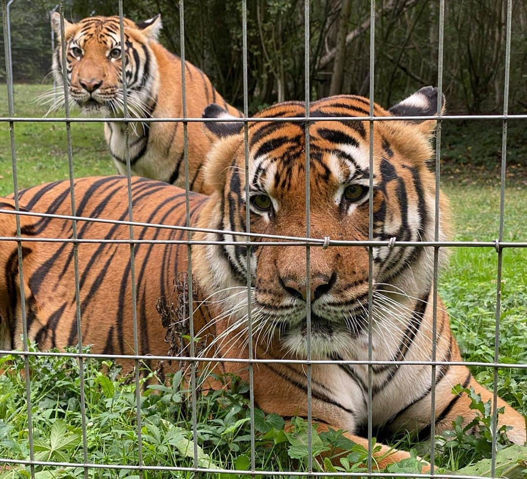 アンヘル・ディ・マリアさんのインスタグラム写真 - (アンヘル・ディ・マリアInstagram)「Día de zoológico 🐅 🦁 🐆 🐒 🦍🦝🦥🐐. Muchas gracias a Parc zoologiques Lumigny.  @pzlumigny77 ❤️」10月4日 7時40分 - angeldimariajm