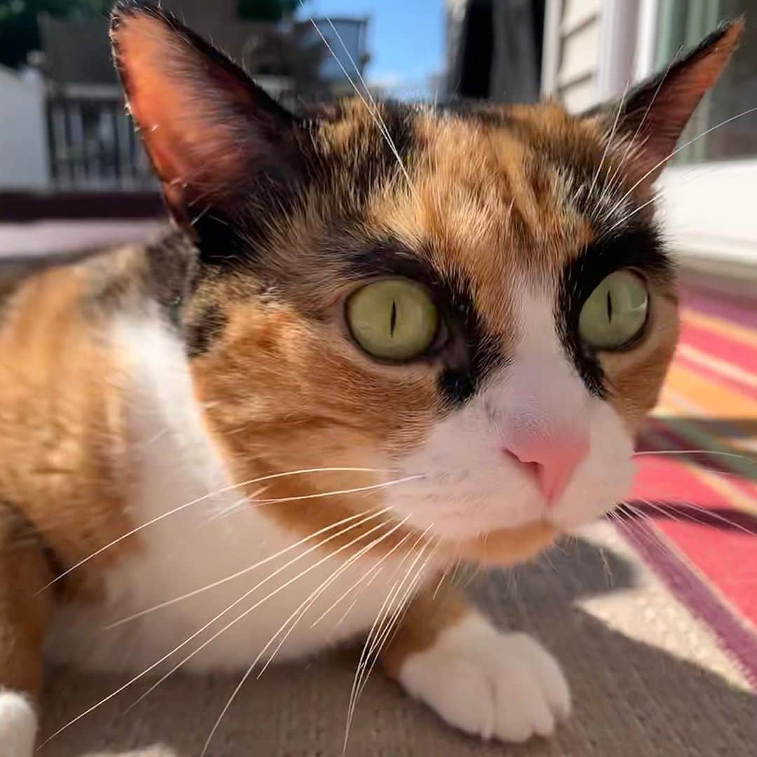 リリーのインスタグラム：「Brb! I see a bird😸 . . . . . . . #lillycrazyeyes #mood #catsofinstagram #9gag #calico #instacat #meowstagram #meow #meowdel #instacalico #calico #caturday #saturday #weekend  #crazyeyes #sassy #notimpressed #caturday #bird #birdwatching」
