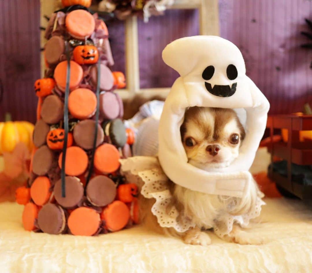 kayoのインスタグラム：「* * * 可愛いハロウィンセット 😊🎃👻 * * @dogcafe.akala  * * Lychee💓👻 * * #ハロウィン #Halloween #chihuahua#chihuahualove#dogstgram#dog#instadog#チワワ#チワワ大好き#チワワのいる暮らし * * *」