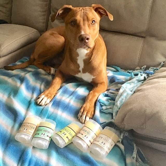 Pit Bull - Fansさんのインスタグラム写真 - (Pit Bull - FansInstagram)「If you haven’t tried @naturaldogcompany yet, you definitely need to check them out. They have a full line of all-natural healing balms to treat everything from dry noses, chapped paws, and itchy skin. They come recommended by vets and customers all over the world! . ⭐ SAVE 20% off @naturaldogcompany with code PITFANS at NaturalDog.com  worldwide shipping  ad 📷: @luna_archie」10月4日 8時08分 - pitbullsfans__